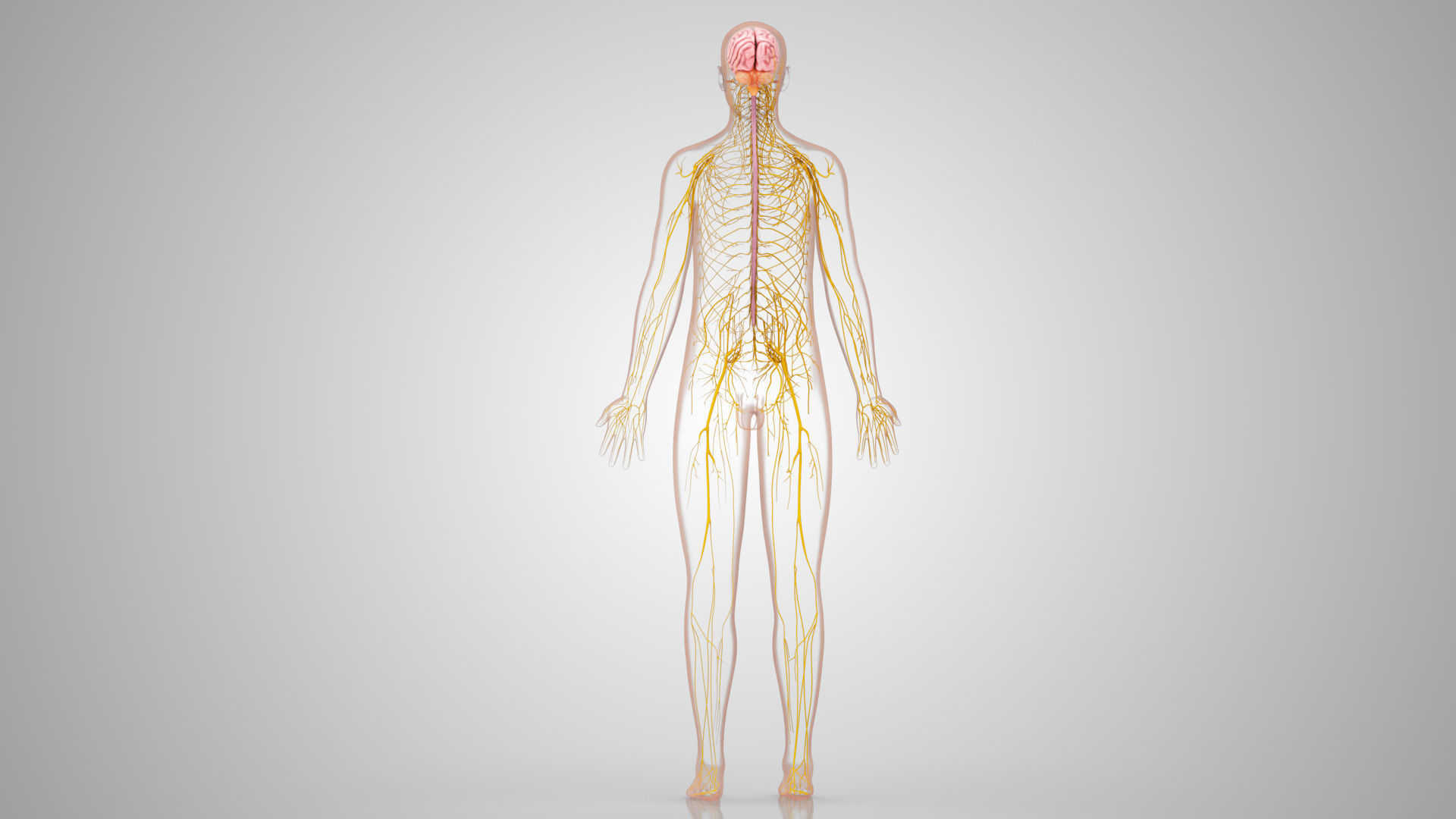 Complete Male Anatomy Low-poly 3D model_89