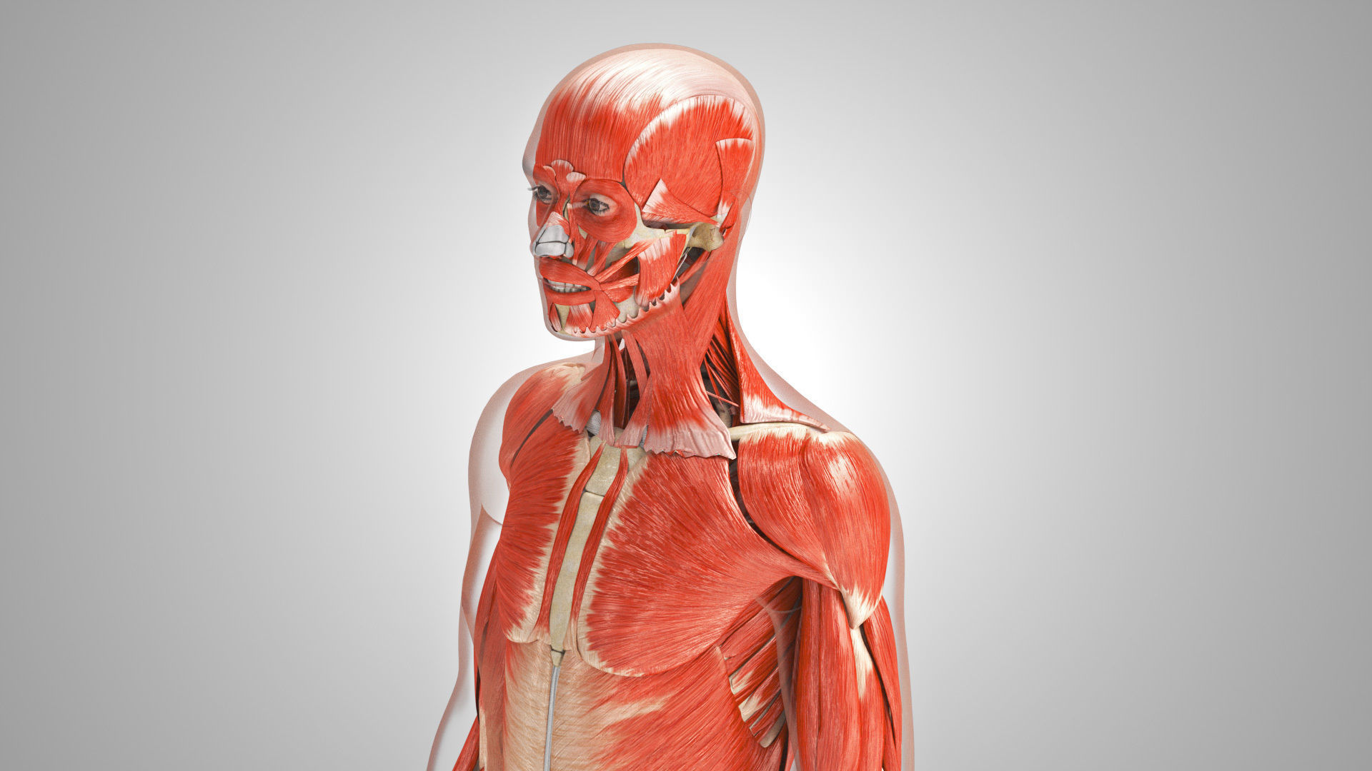 Complete Male Anatomy Low-poly 3D model_73