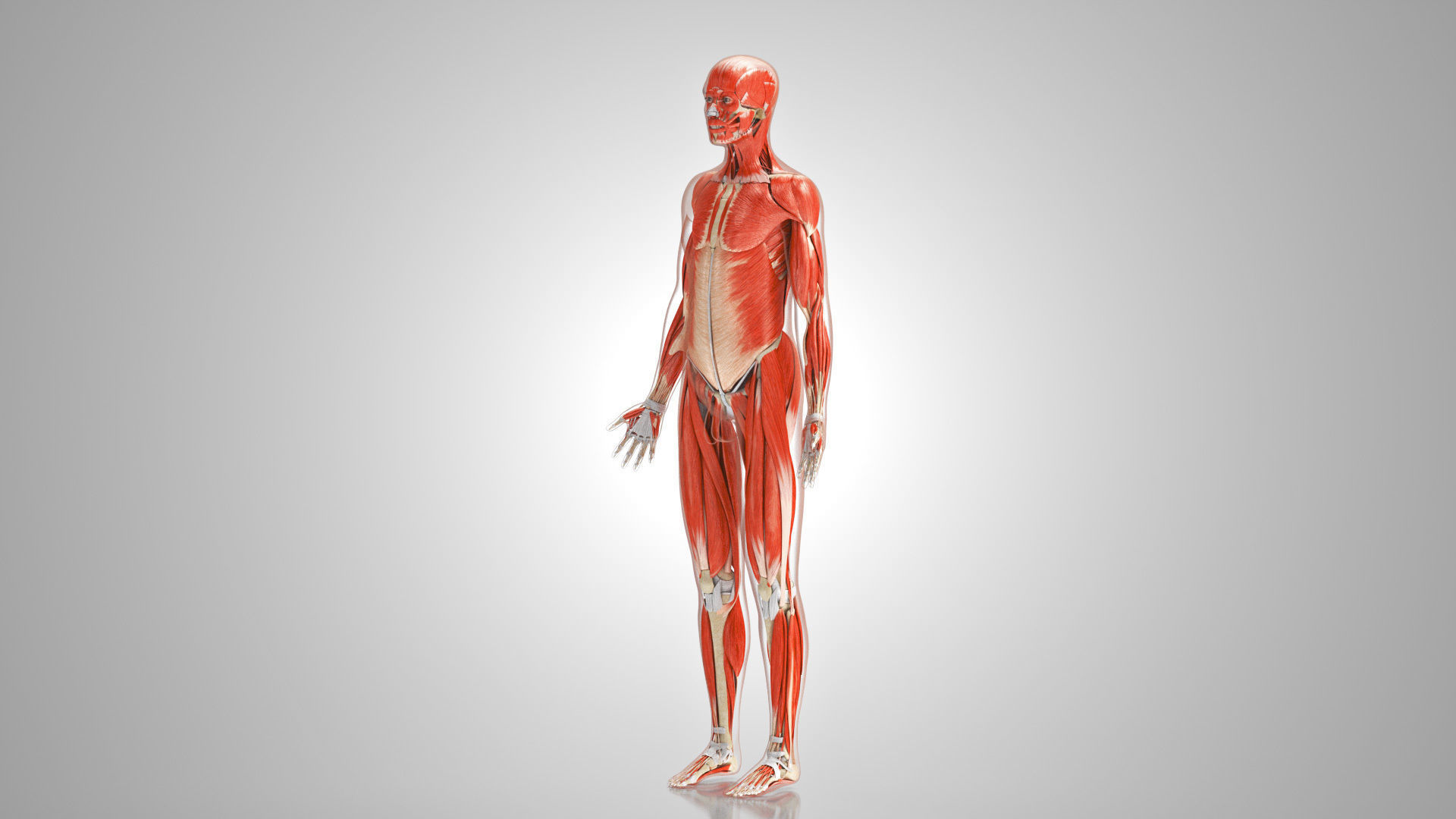 Complete Male Anatomy Low-poly 3D model_69