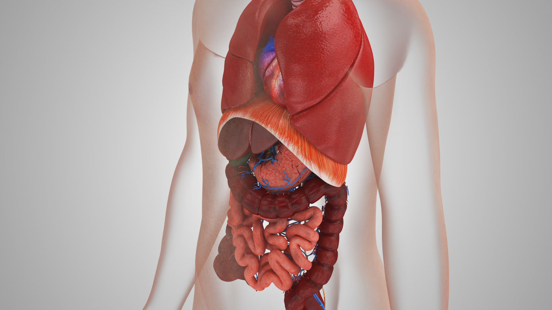 Complete Male Anatomy Low-poly 3D model_110