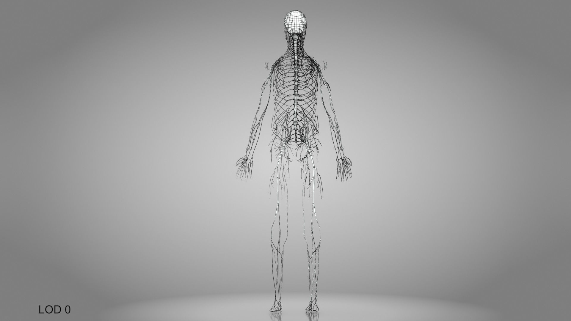 Complete Male Anatomy Low-poly 3D model_95