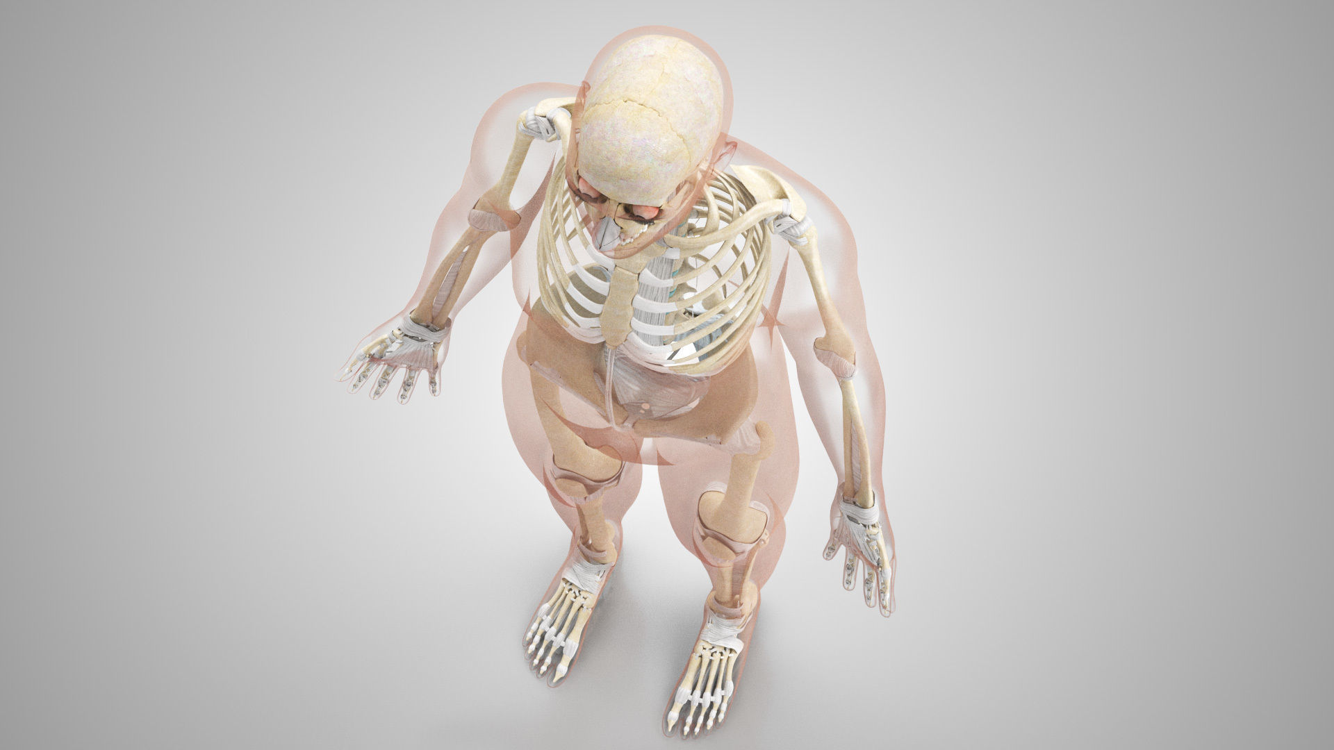 Complete Male Anatomy Low-poly 3D model_11