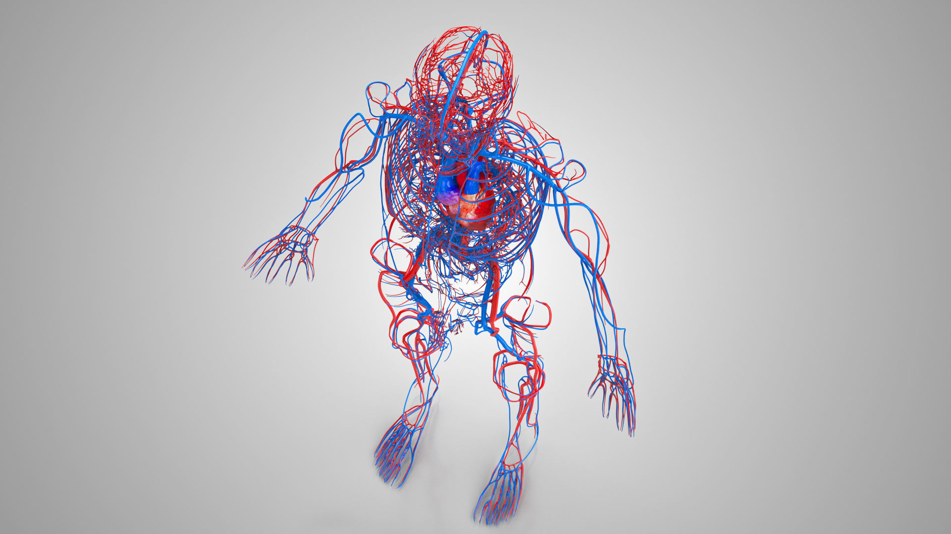 Complete Male Anatomy Low-poly 3D model_9