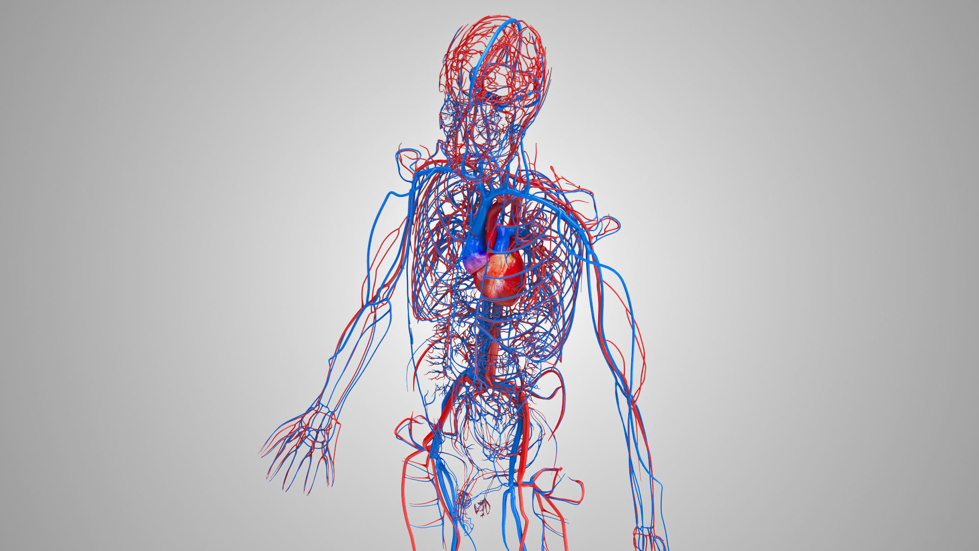 Complete Male Anatomy Low-poly 3D model_51