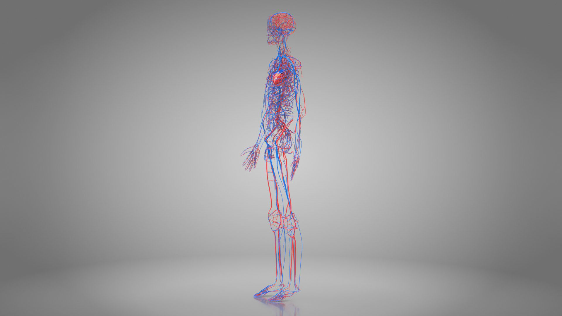 Complete Male Anatomy Low-poly 3D model_56