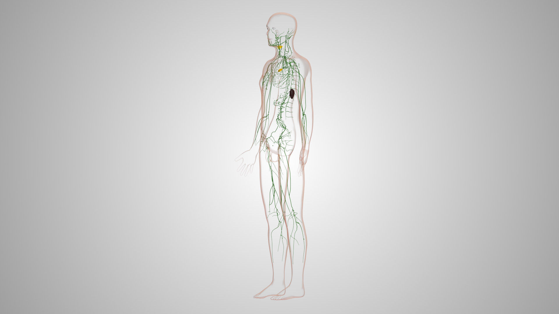 Complete Male Anatomy Low-poly 3D model_119