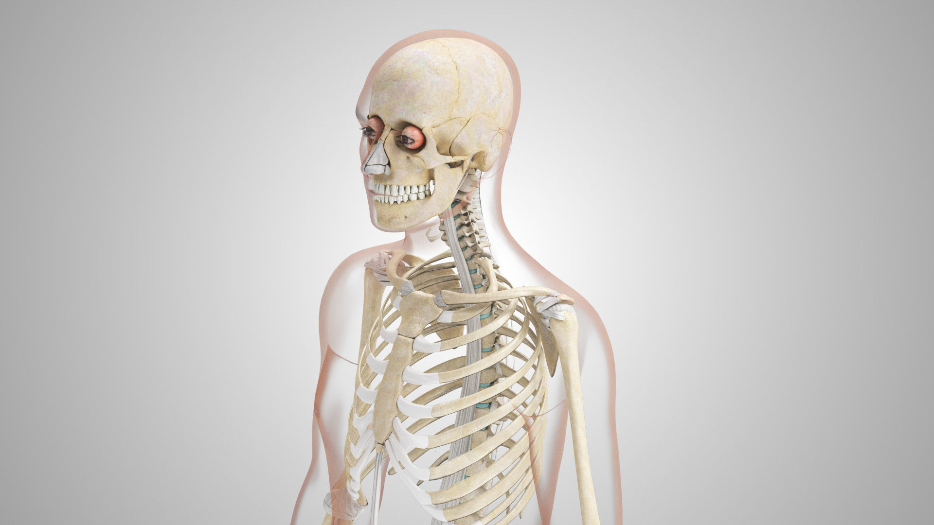 Complete Male Anatomy Low-poly 3D model_132