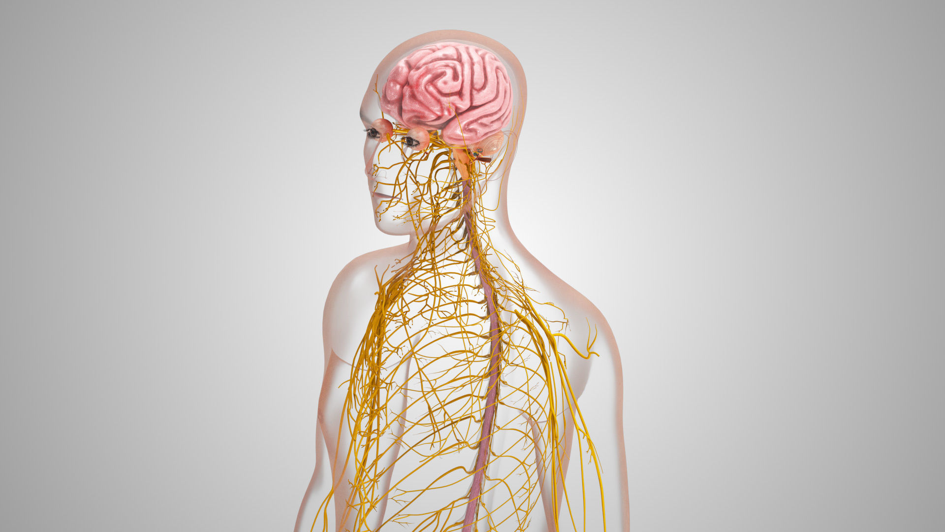 Complete Male Anatomy Low-poly 3D model_88