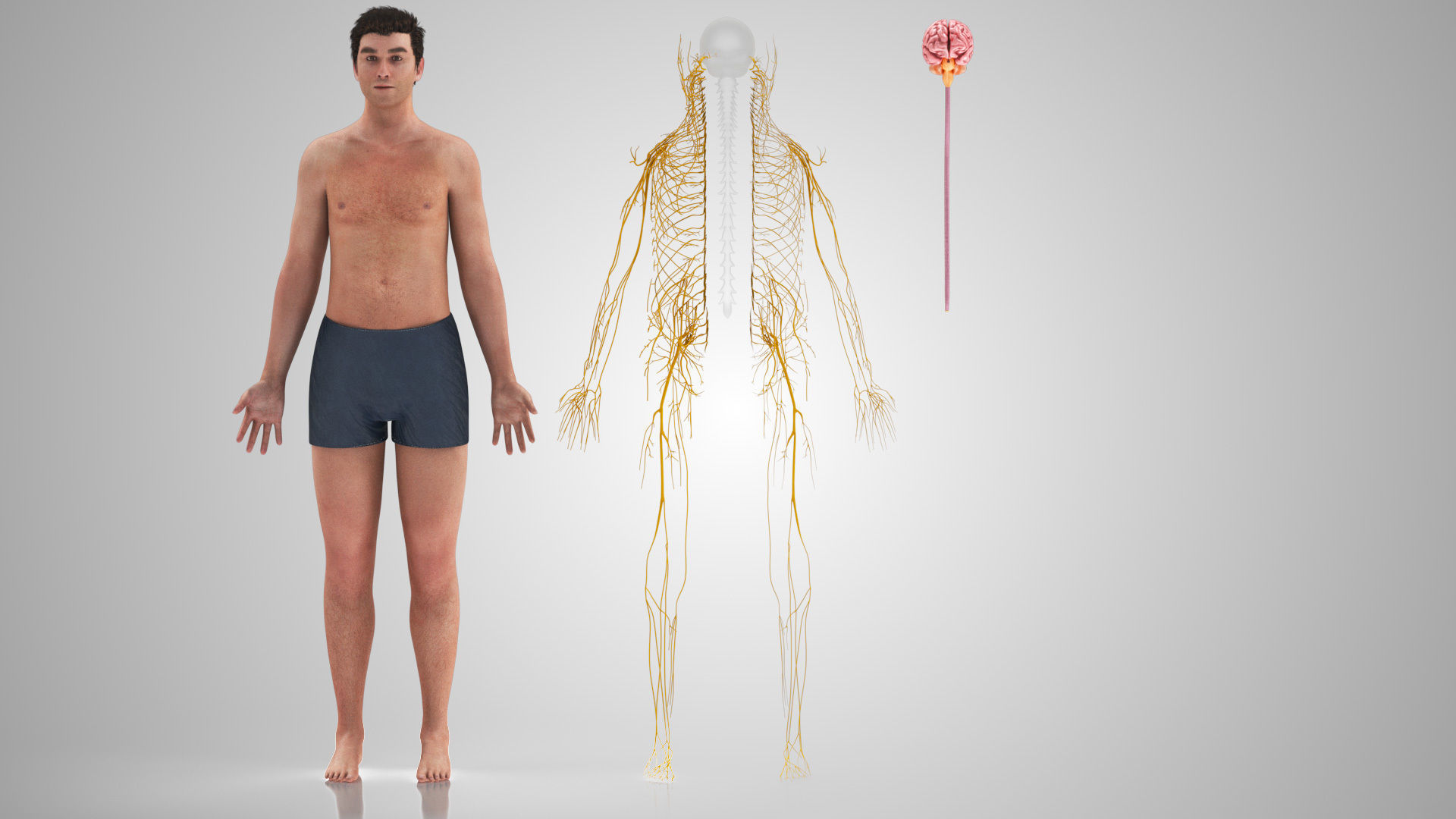 Complete Male Anatomy Low-poly 3D model_87