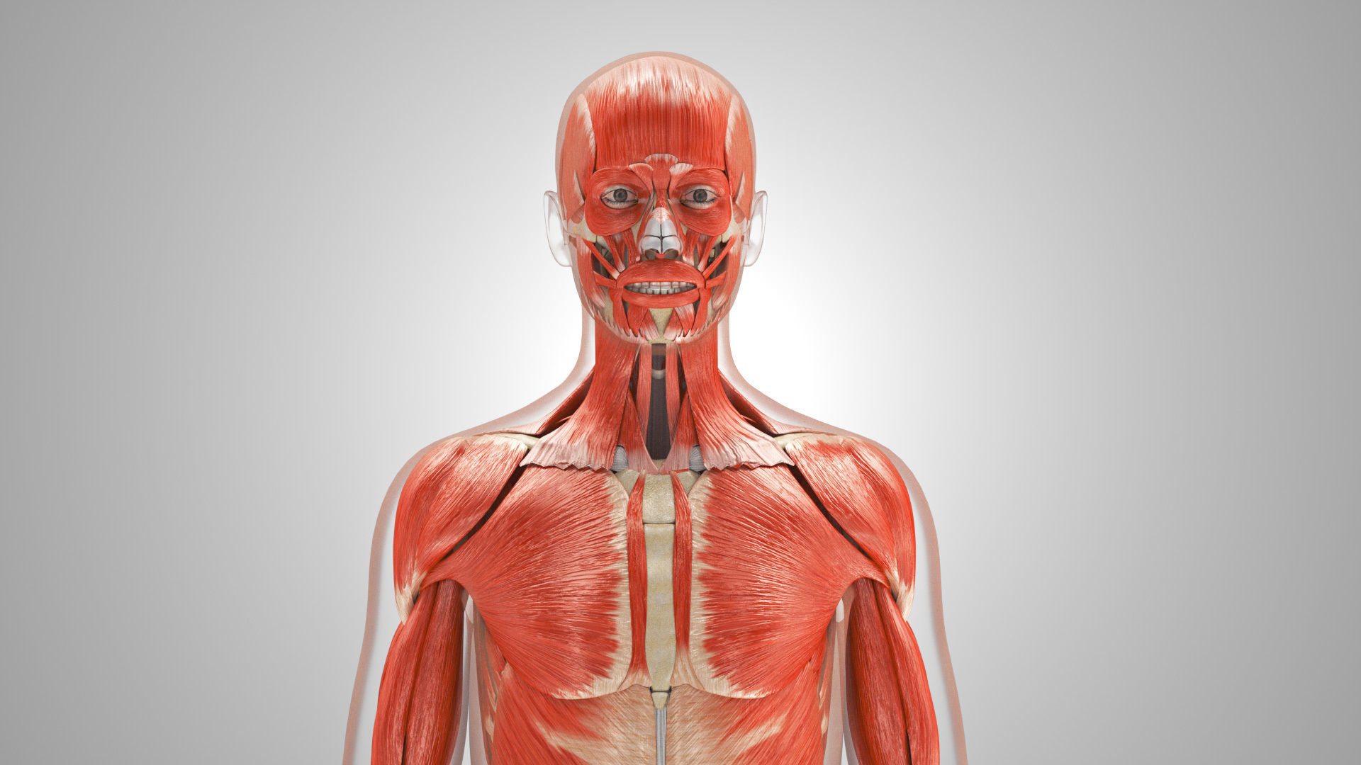 Complete Male Anatomy Low-poly 3D model_71