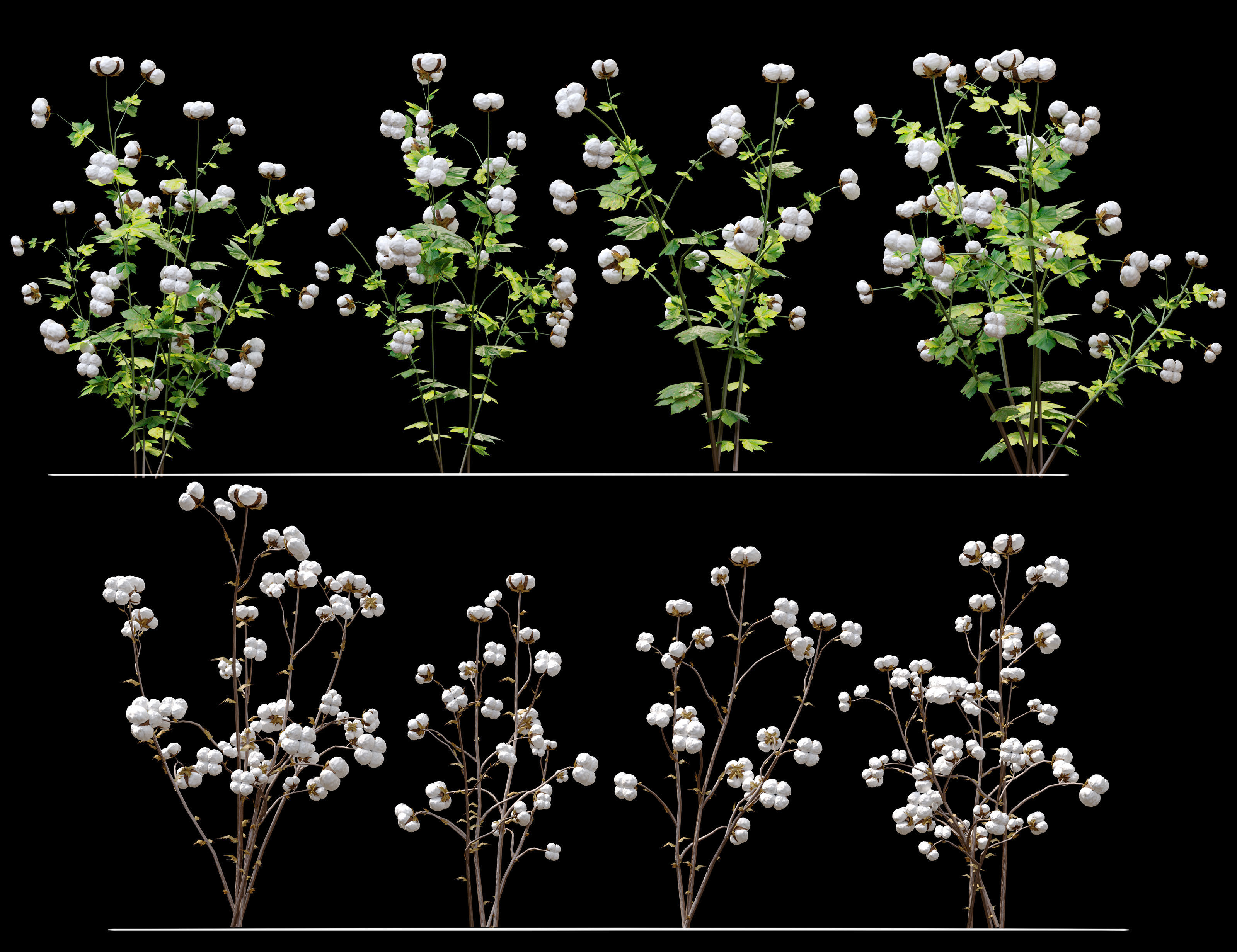 cotton plant 3D model_1