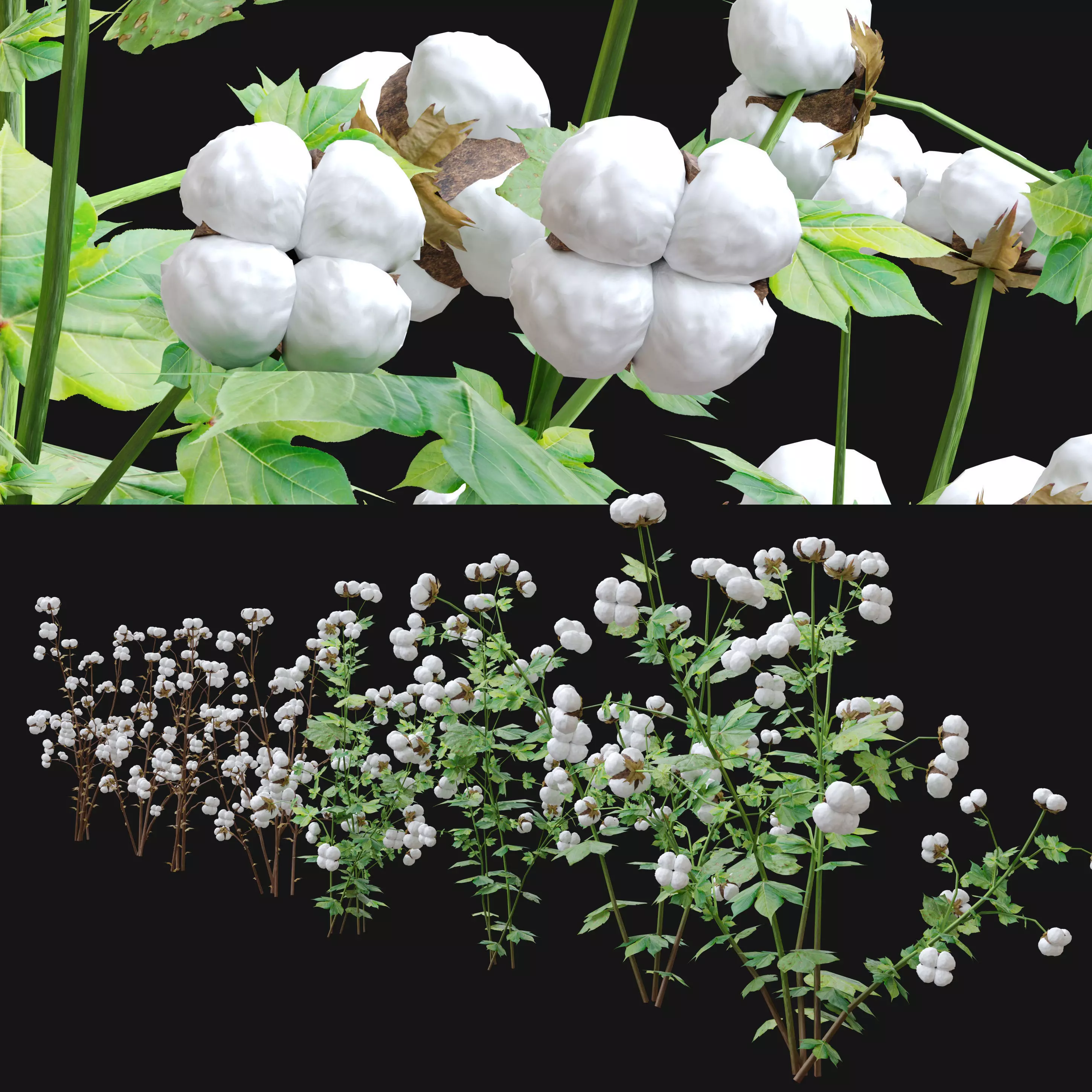 cotton plant 3D model_0