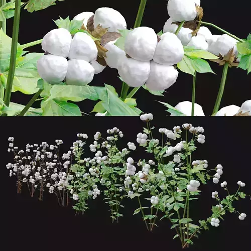 cotton plant