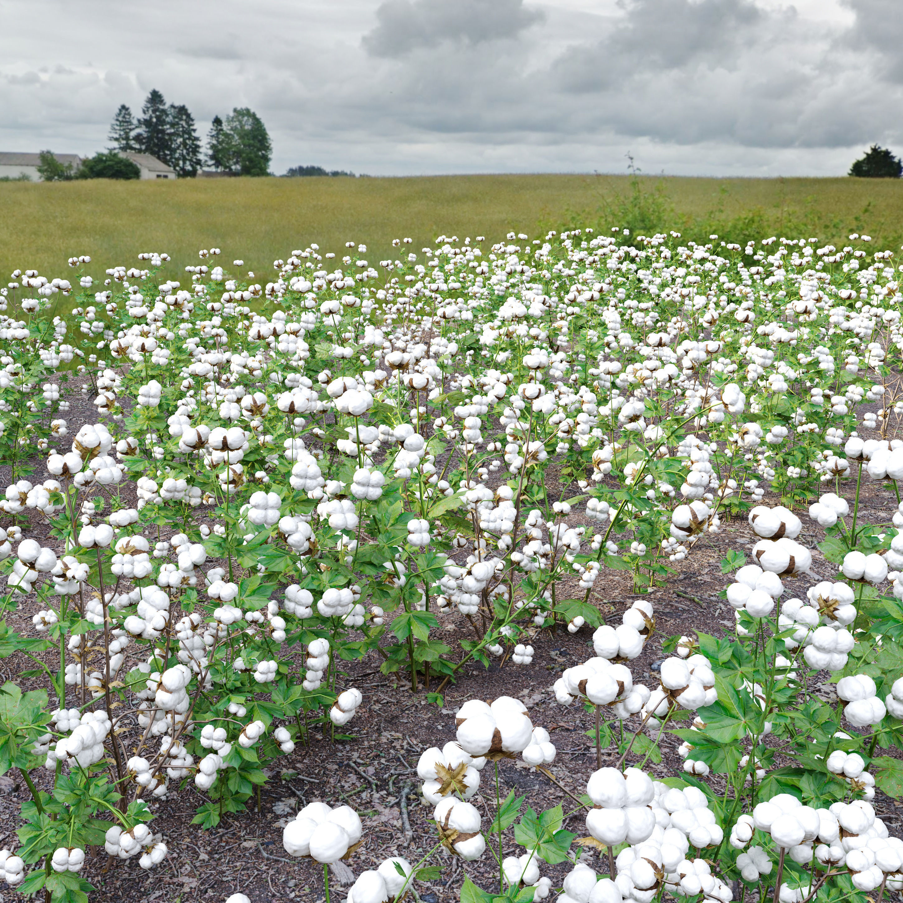 cotton plant 3D model_2