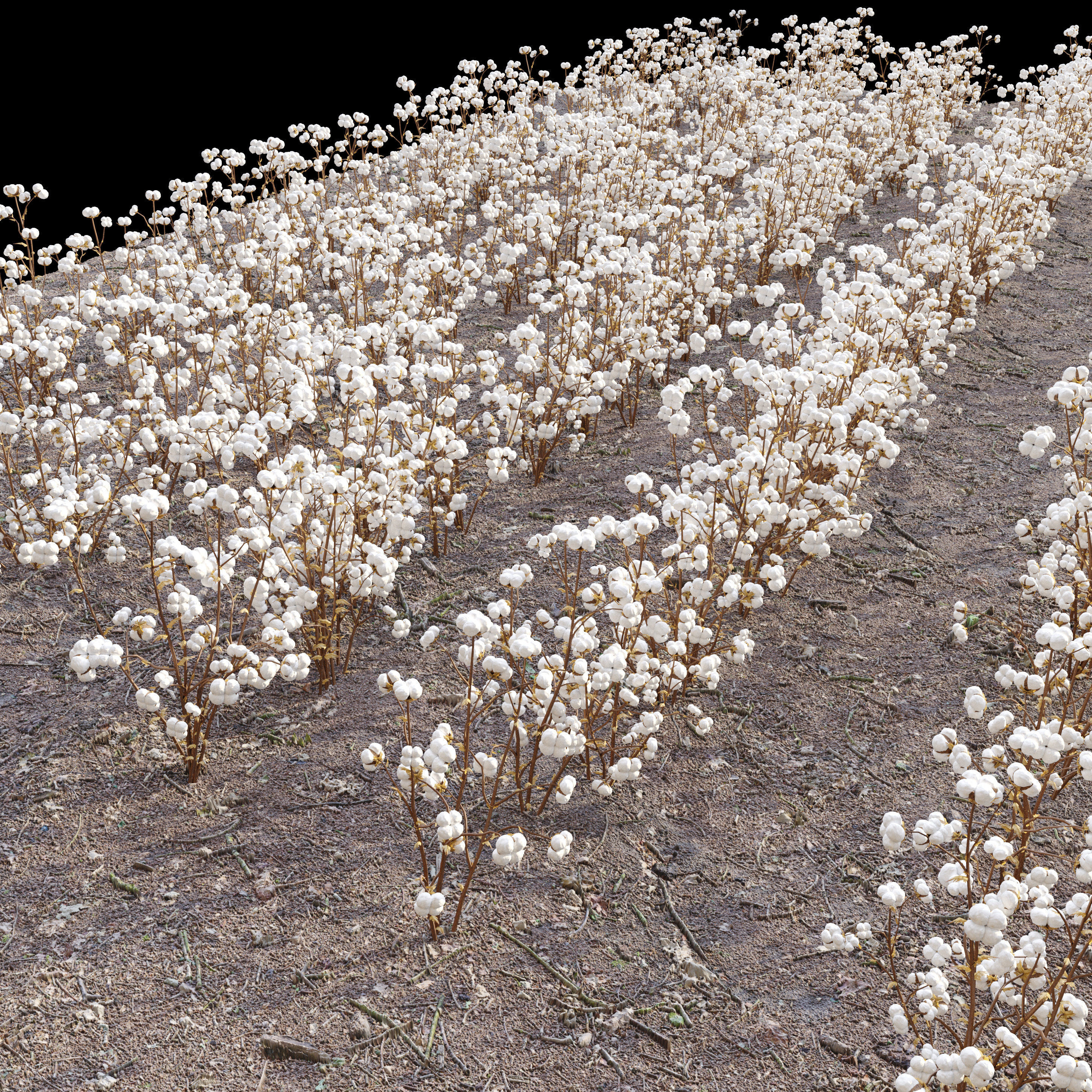cotton plant 3D model_3