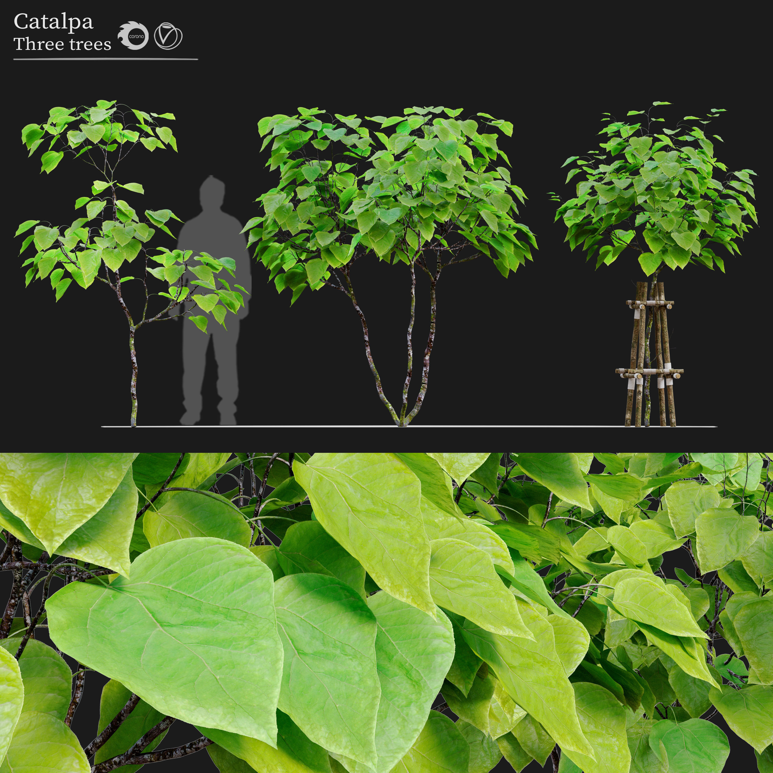 Catalpa tree 3D model_1