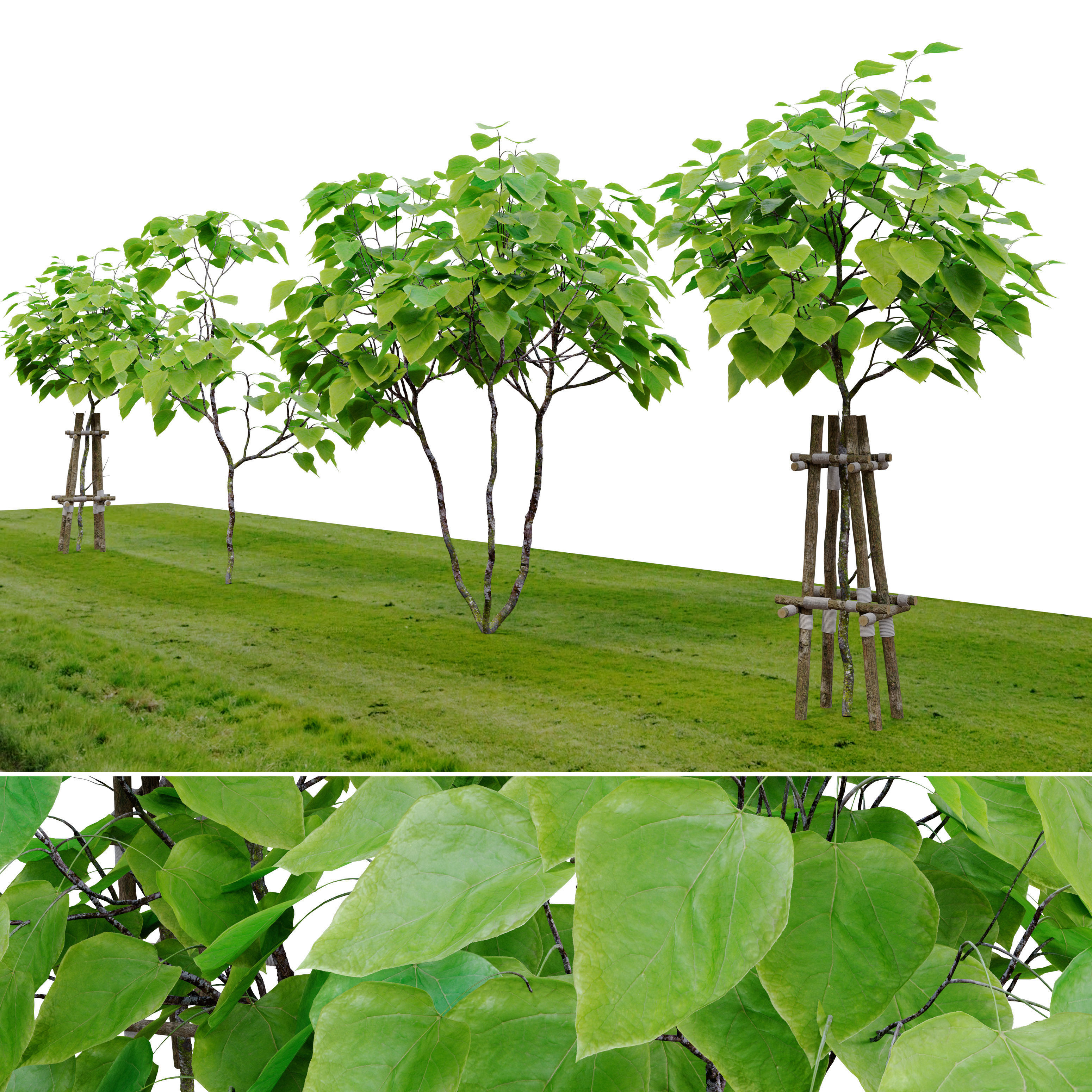 Catalpa tree 3D model_2
