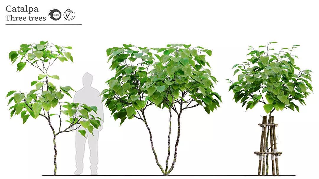 Catalpa tree 3D model_0
