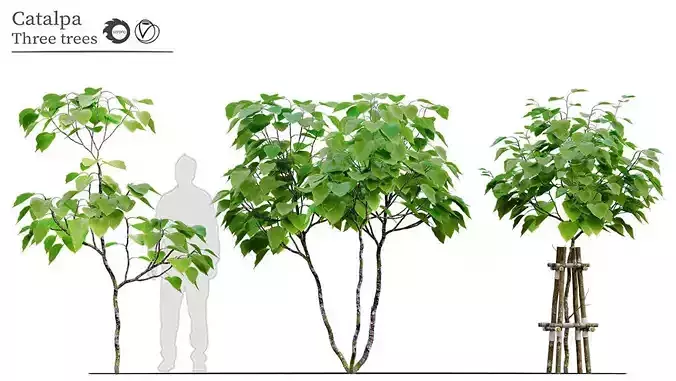 Catalpa tree 3D model