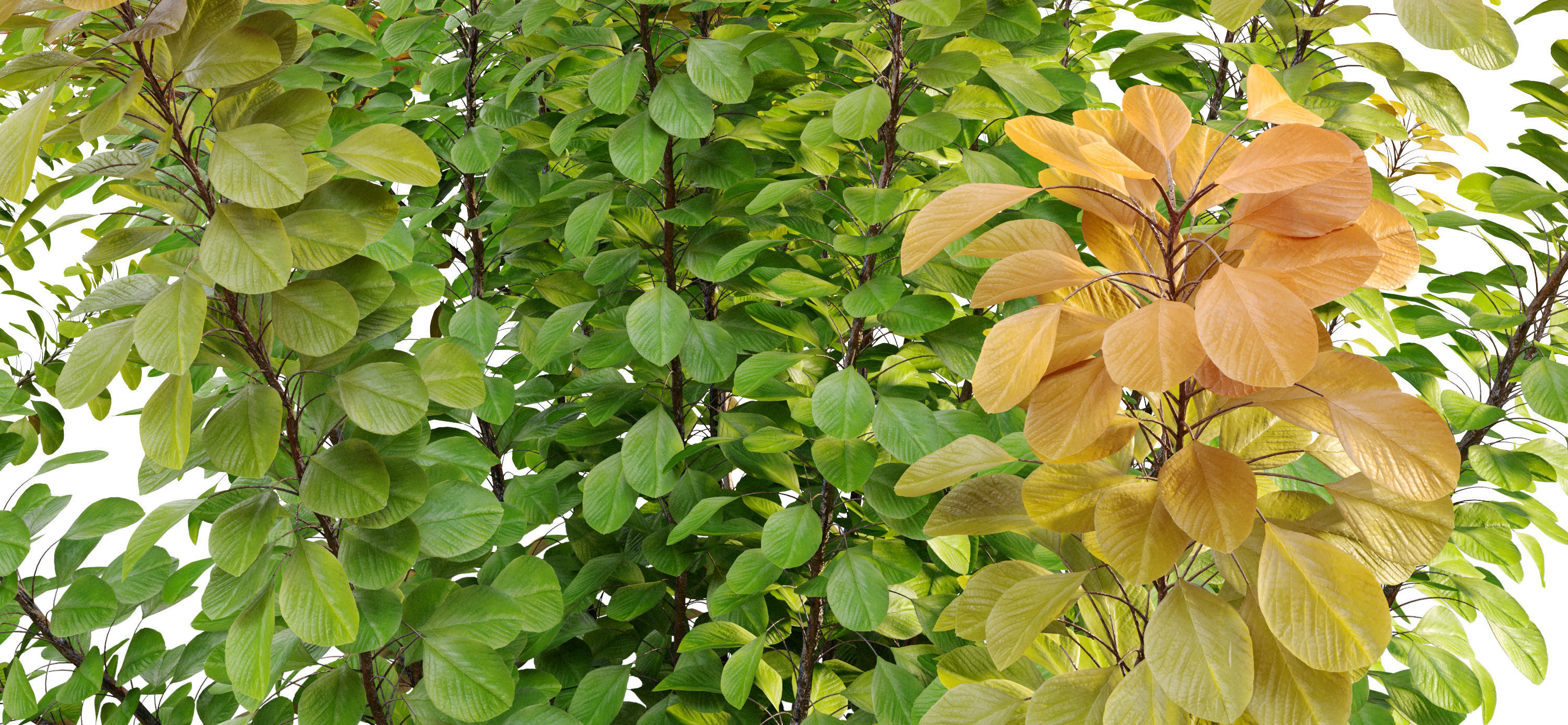 Cotinus bush 03 3D model_2