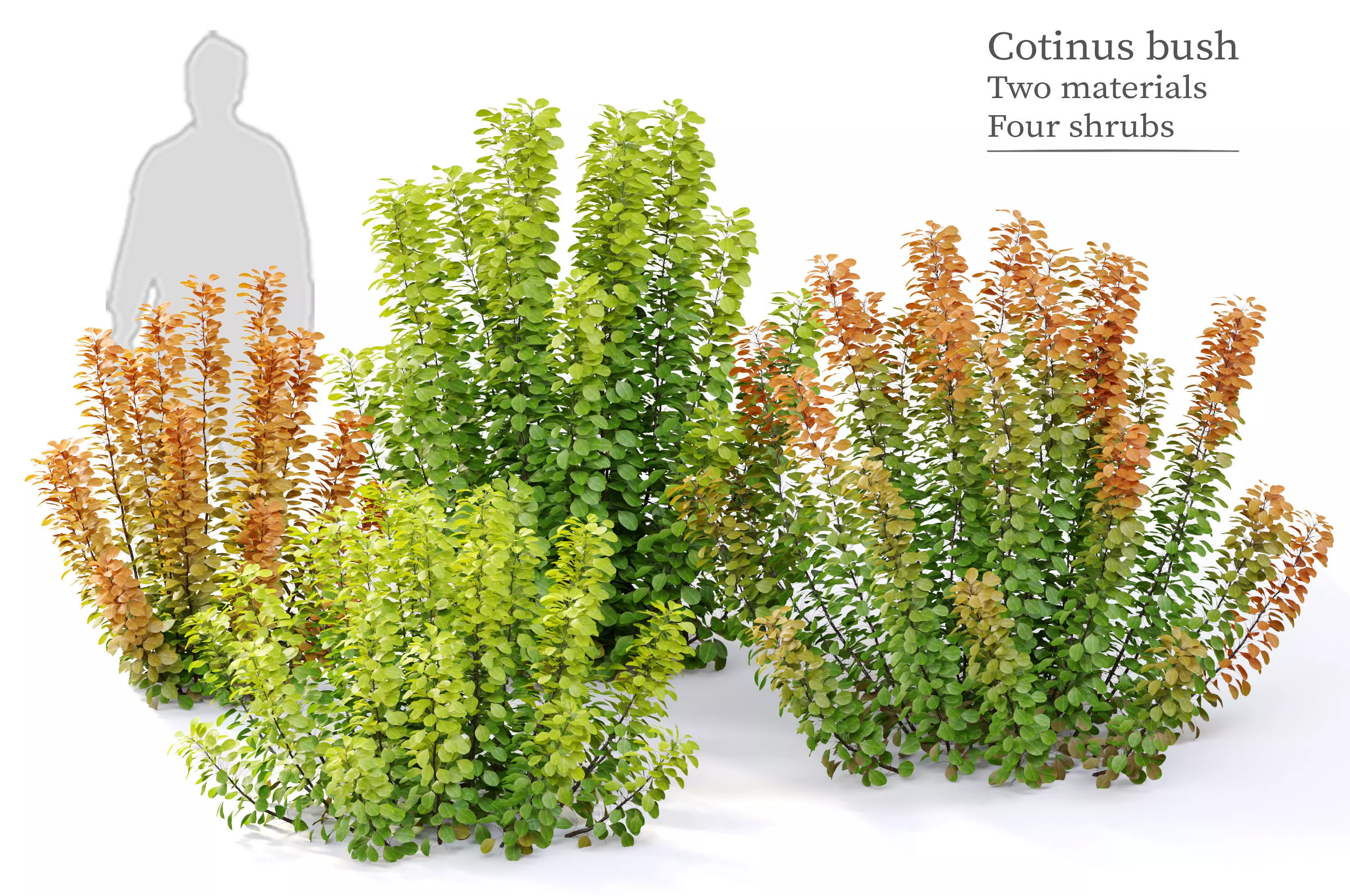 Cotinus bush 03 3D model_0