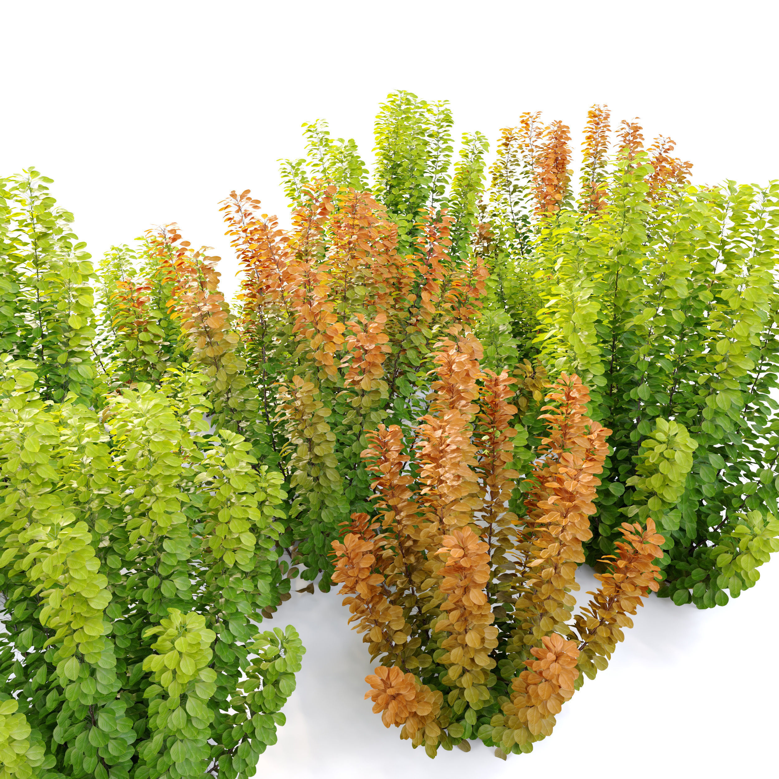 Cotinus bush 03 3D model_3