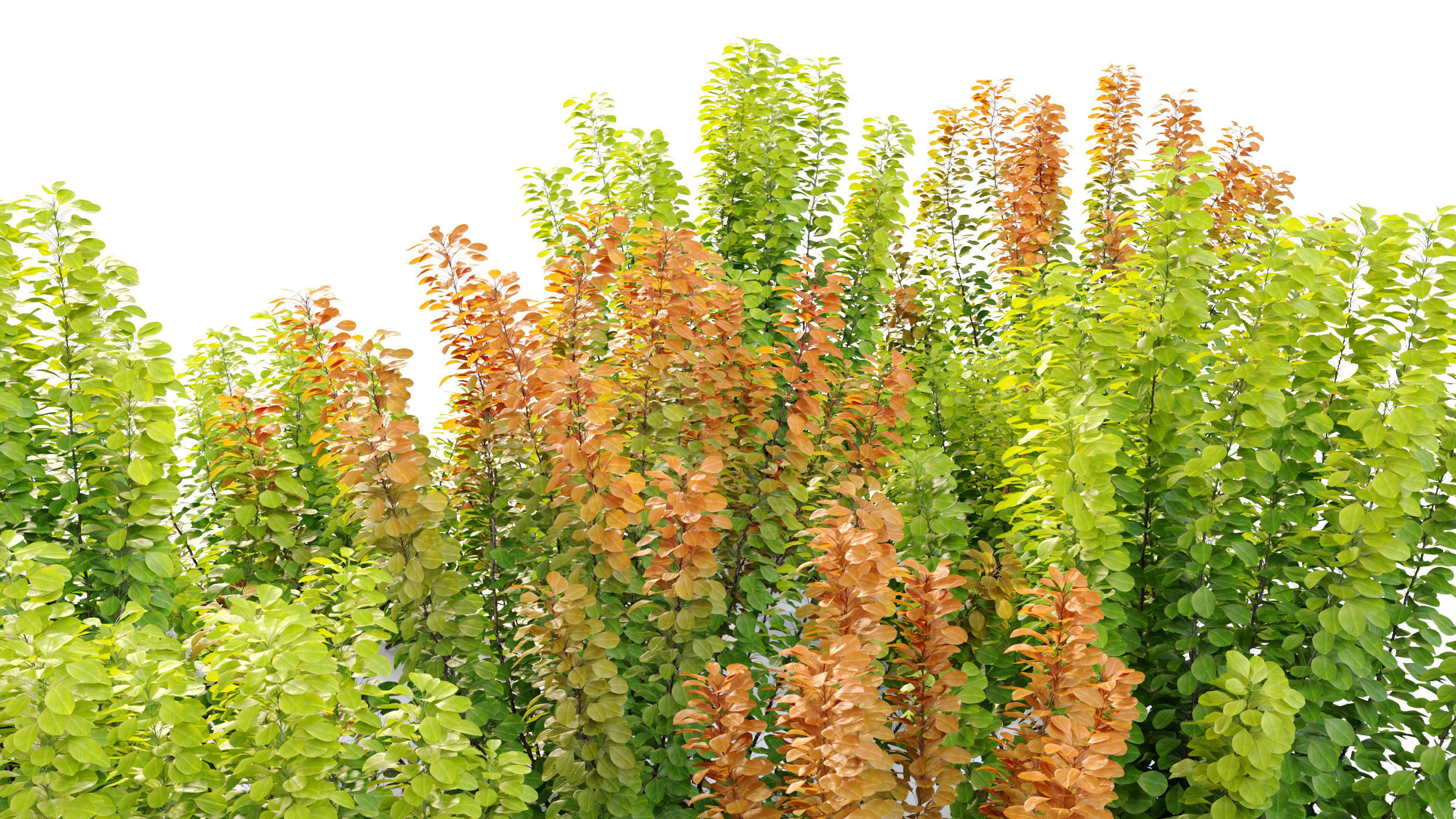 Cotinus bush 03 3D model_1