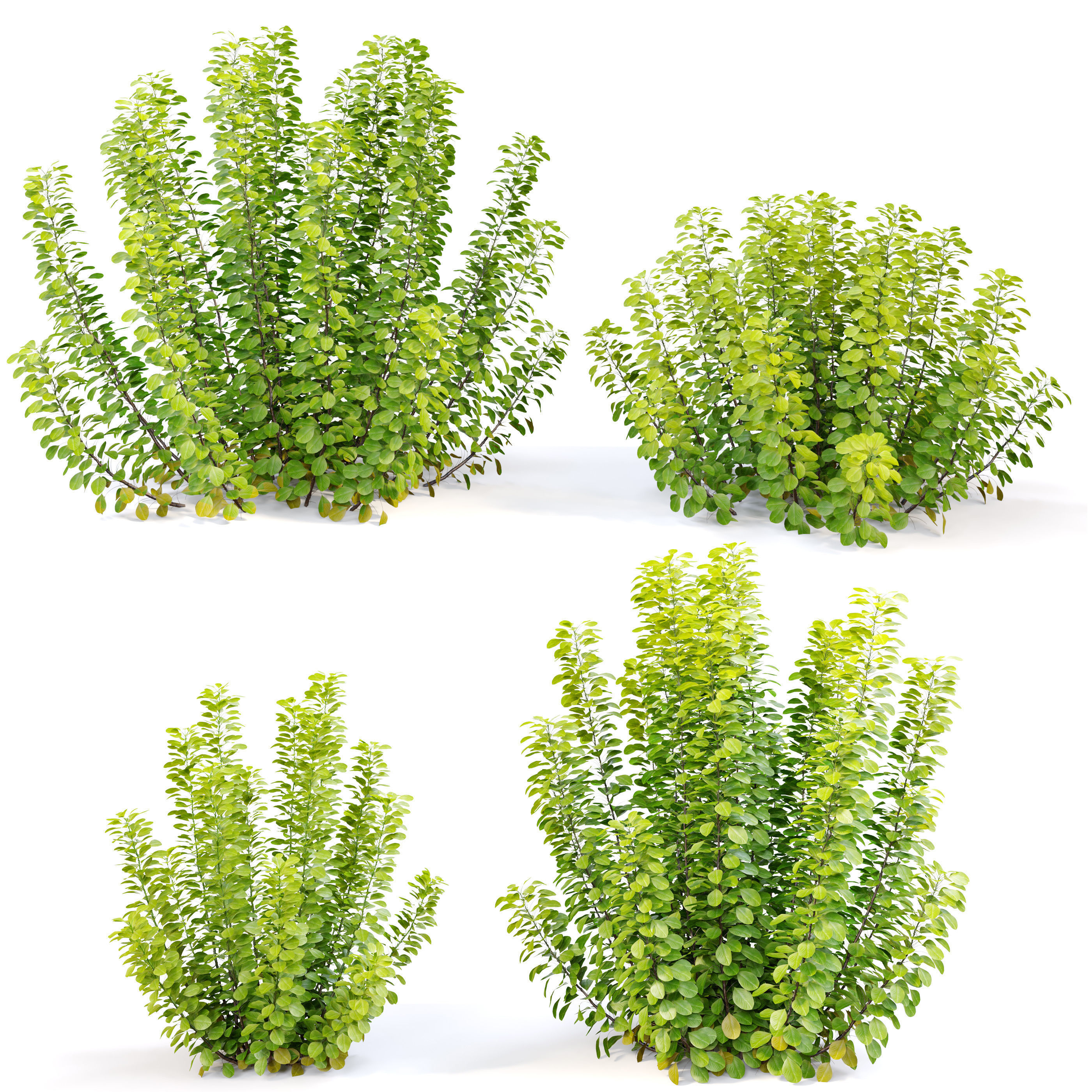 Cotinus bush 03 3D model_4