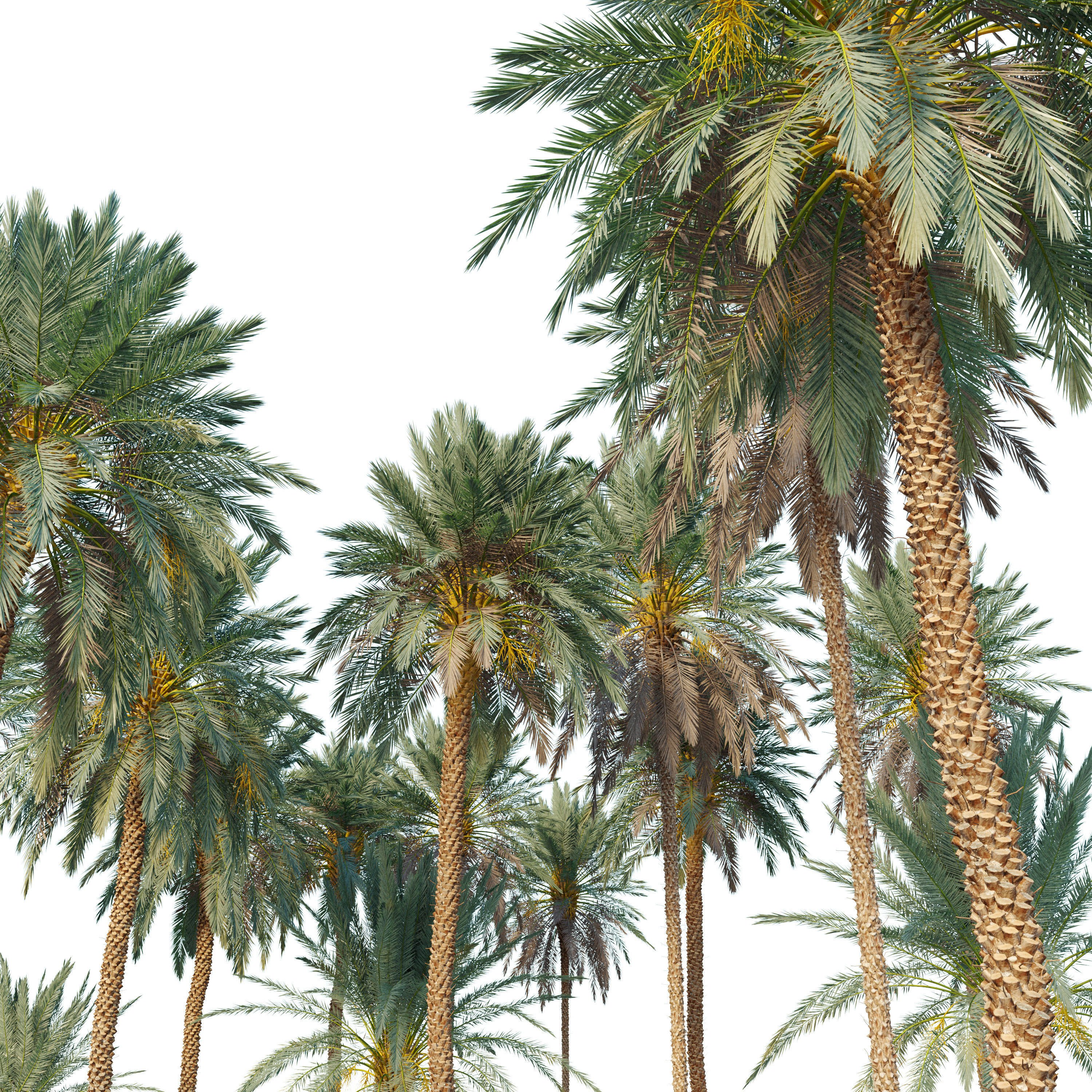 Phoenix dactylifera 3D model_3