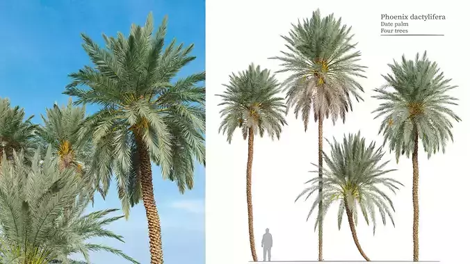 Phoenix dactylifera 3D model