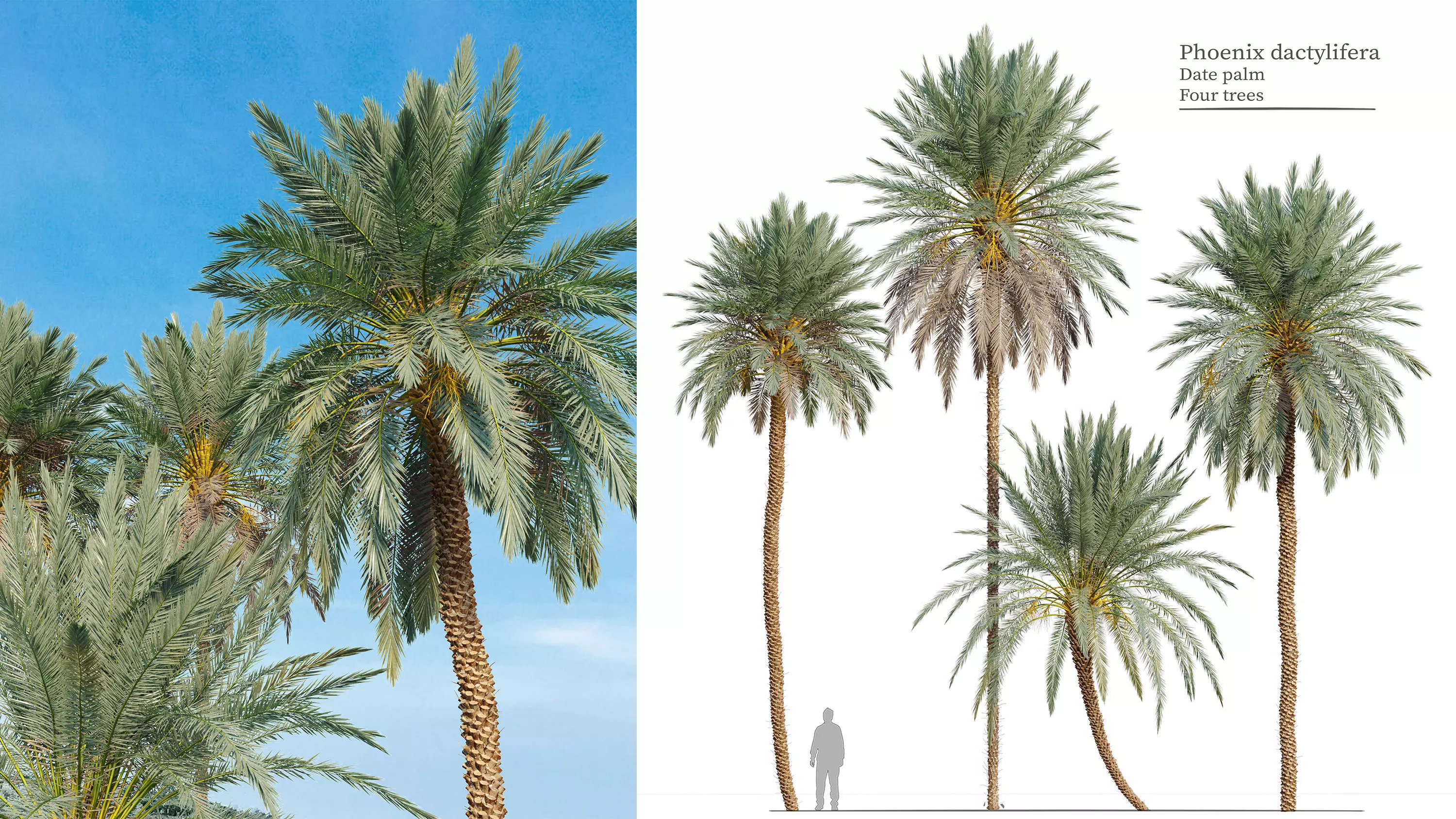 Phoenix dactylifera 3D model_0