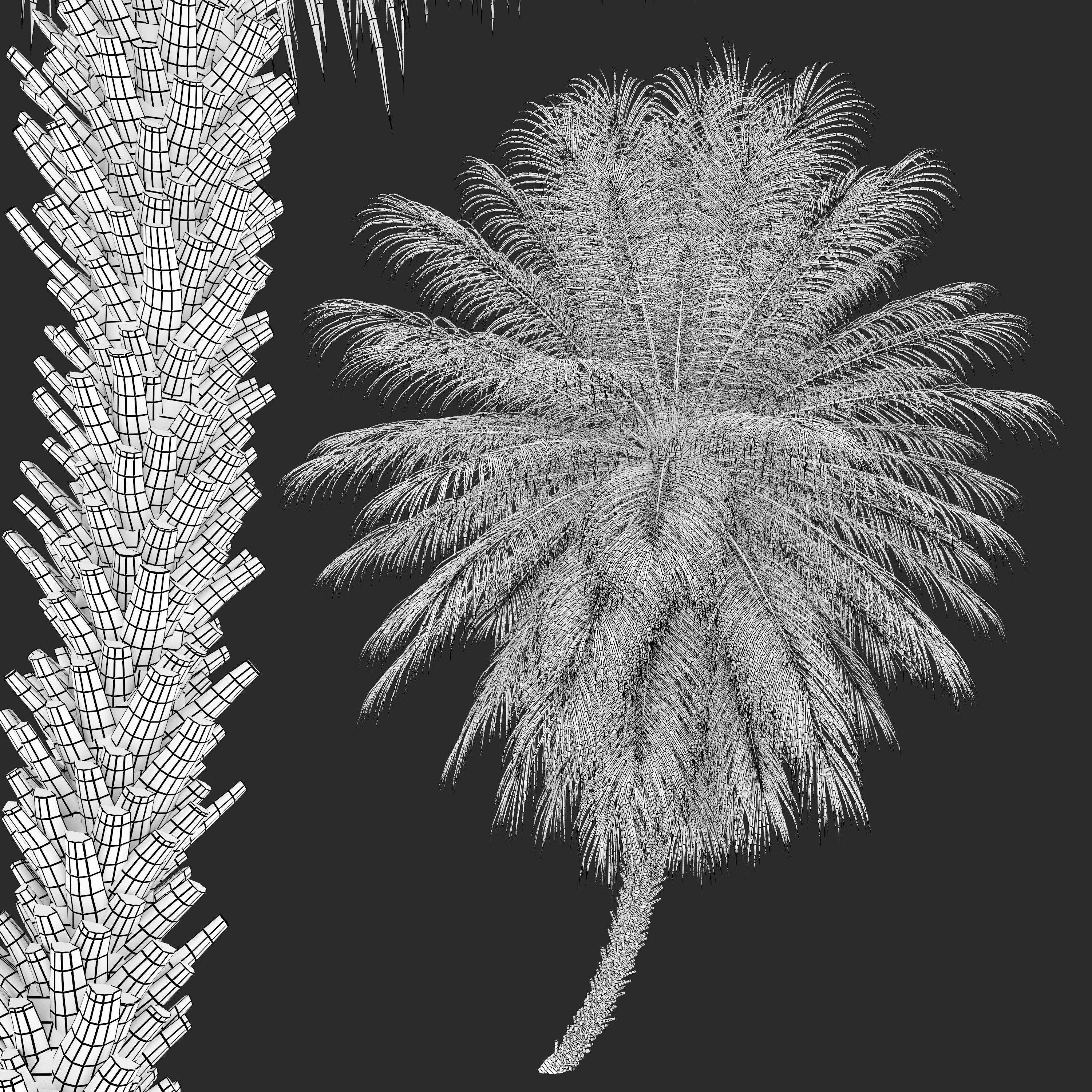 Phoenix roebelenii 3D model_5