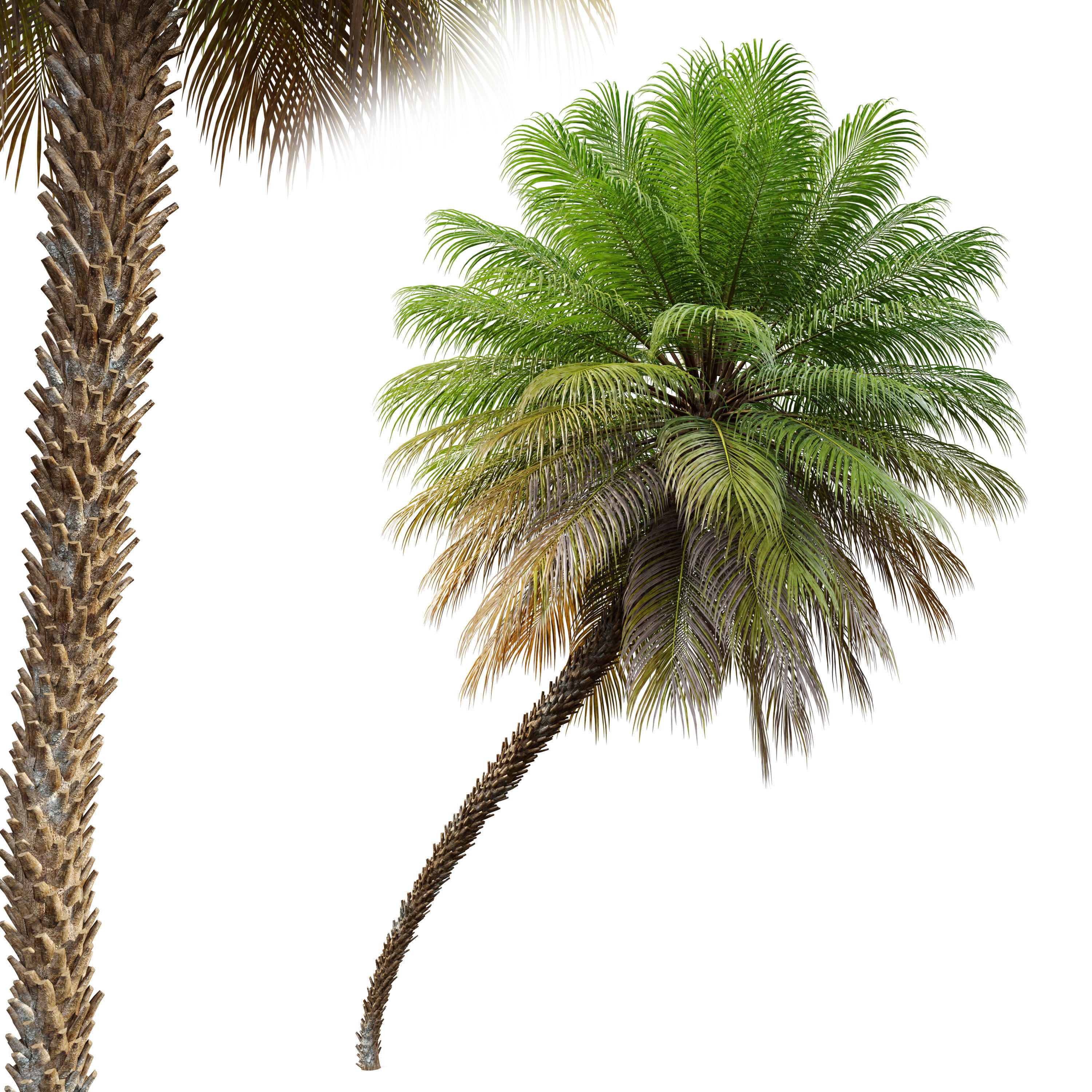 Phoenix roebelenii 3D model_3