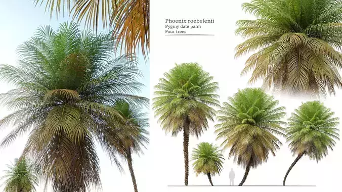 Phoenix roebelenii 3D model
