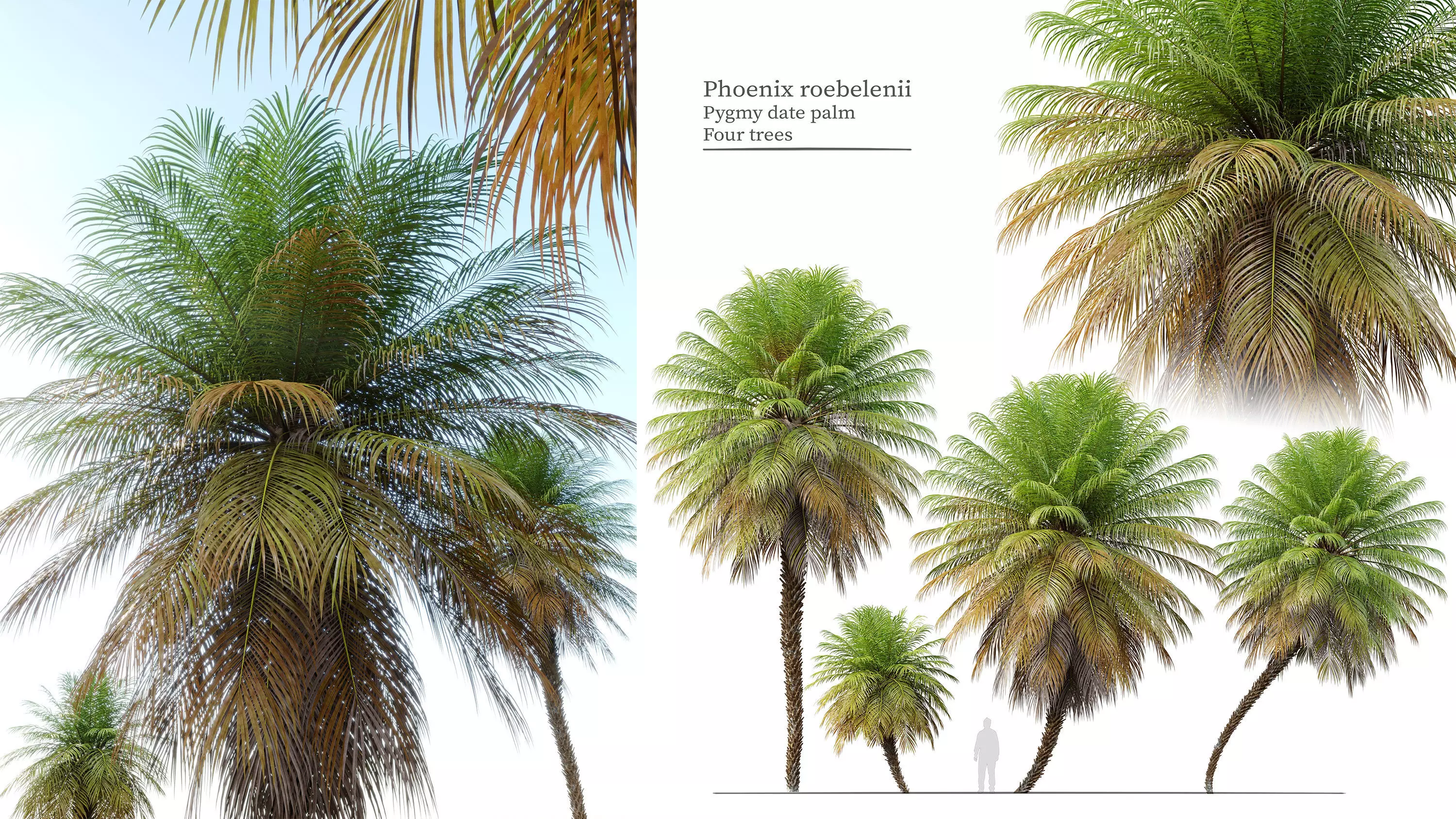 Phoenix roebelenii 3D model_0