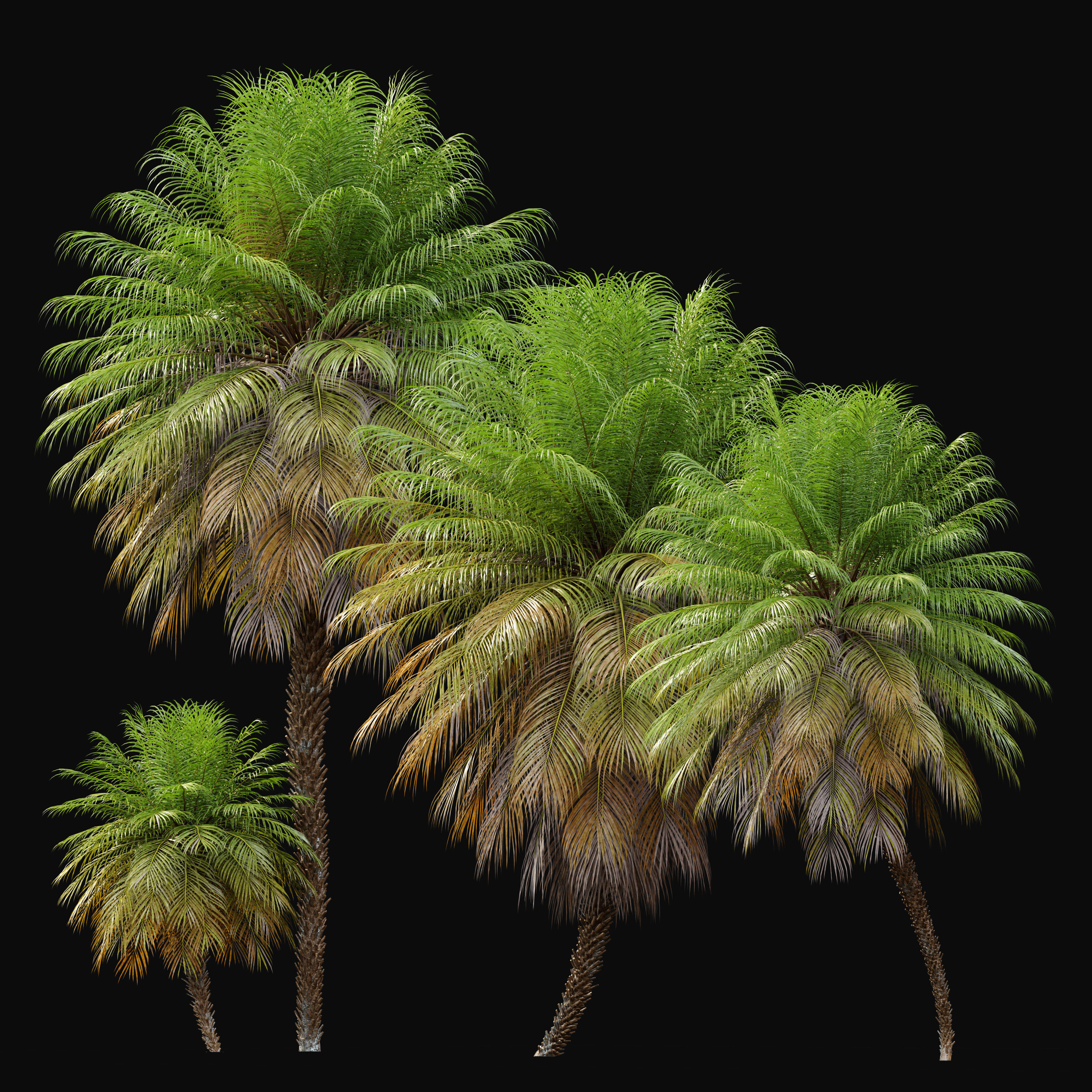 Phoenix roebelenii 3D model_1