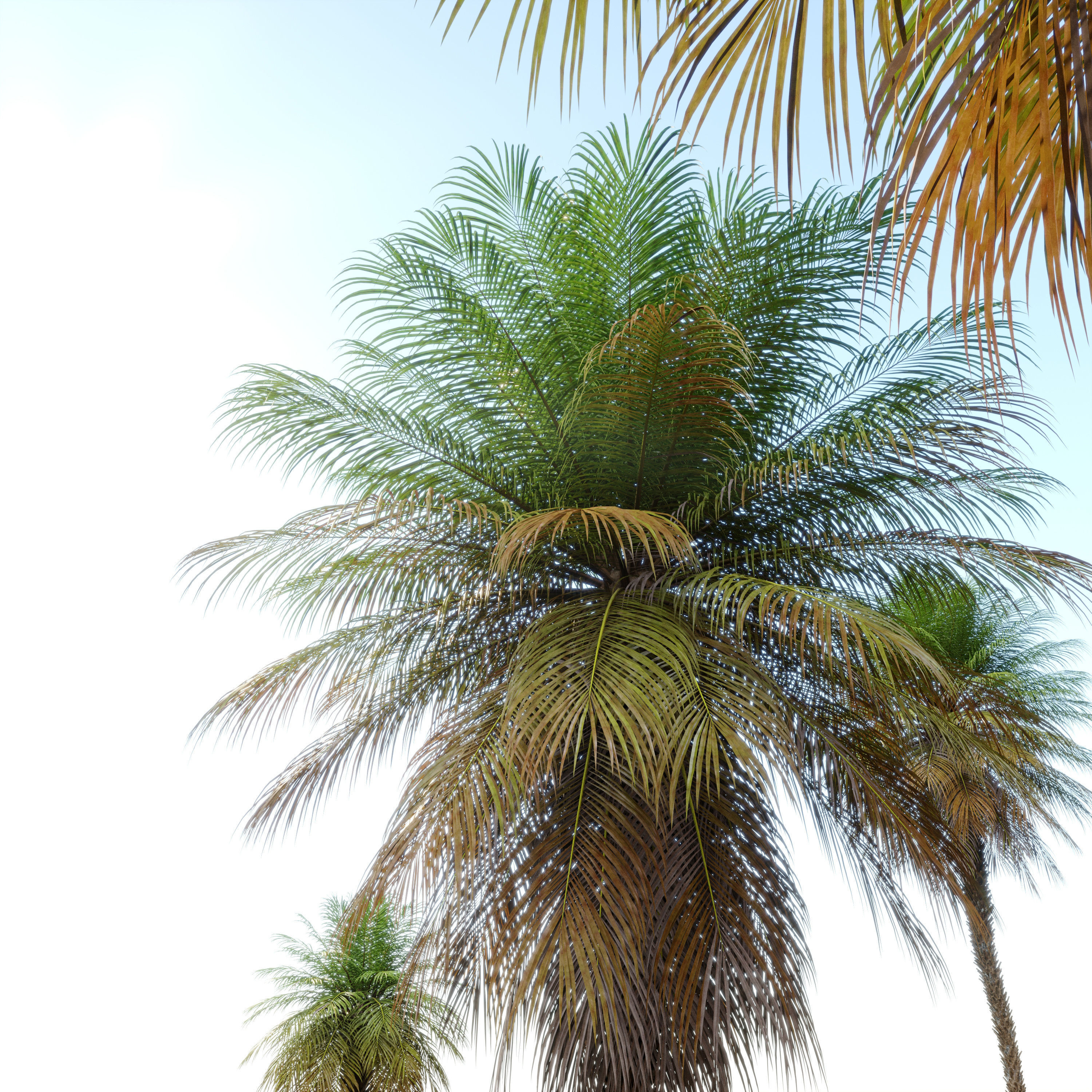 Phoenix roebelenii 3D model_2