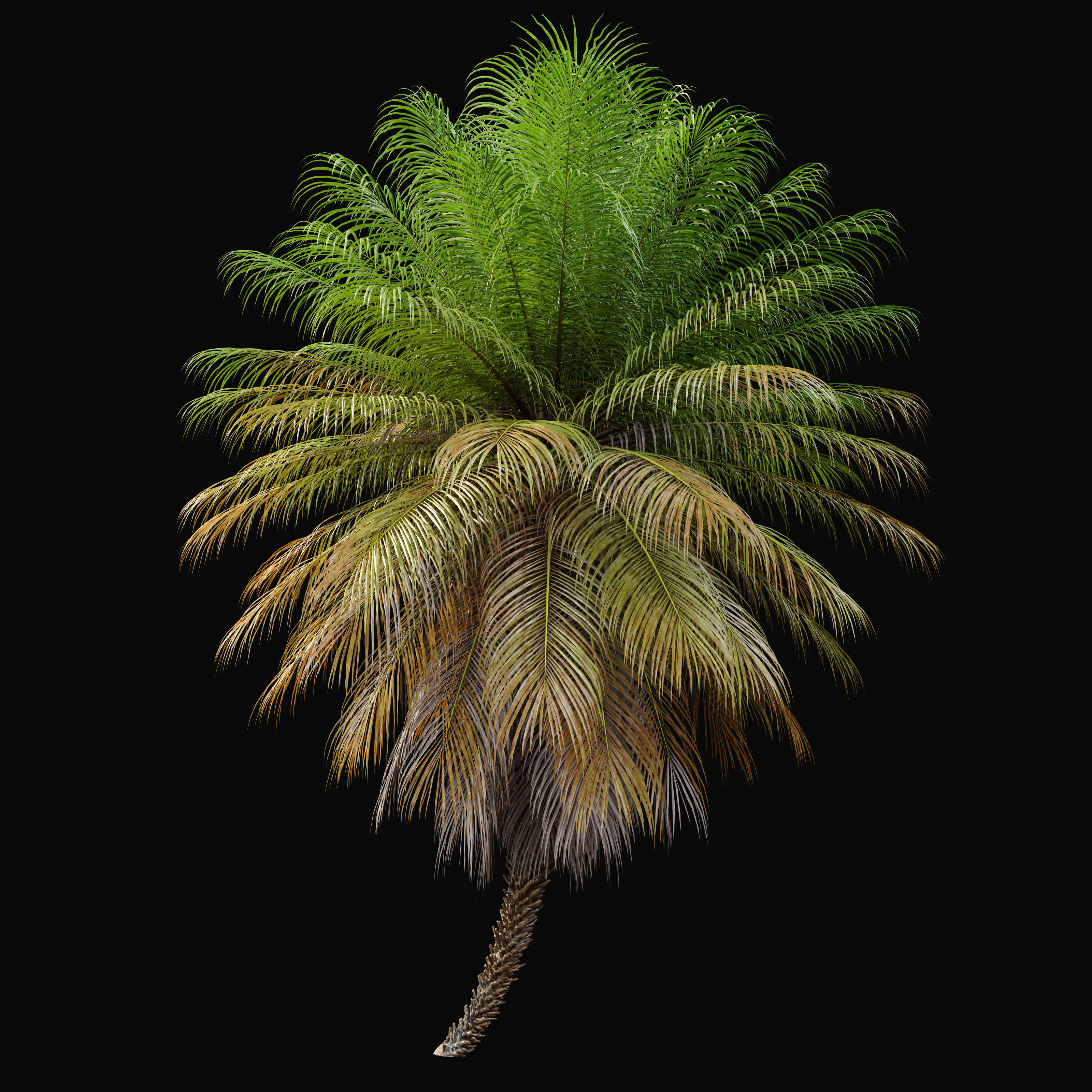 Phoenix roebelenii 3D model_4