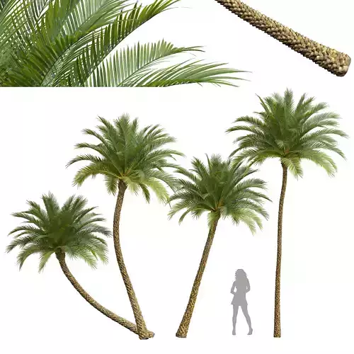 New Plant High detail Phoenix Sylvestris Medium 3D model