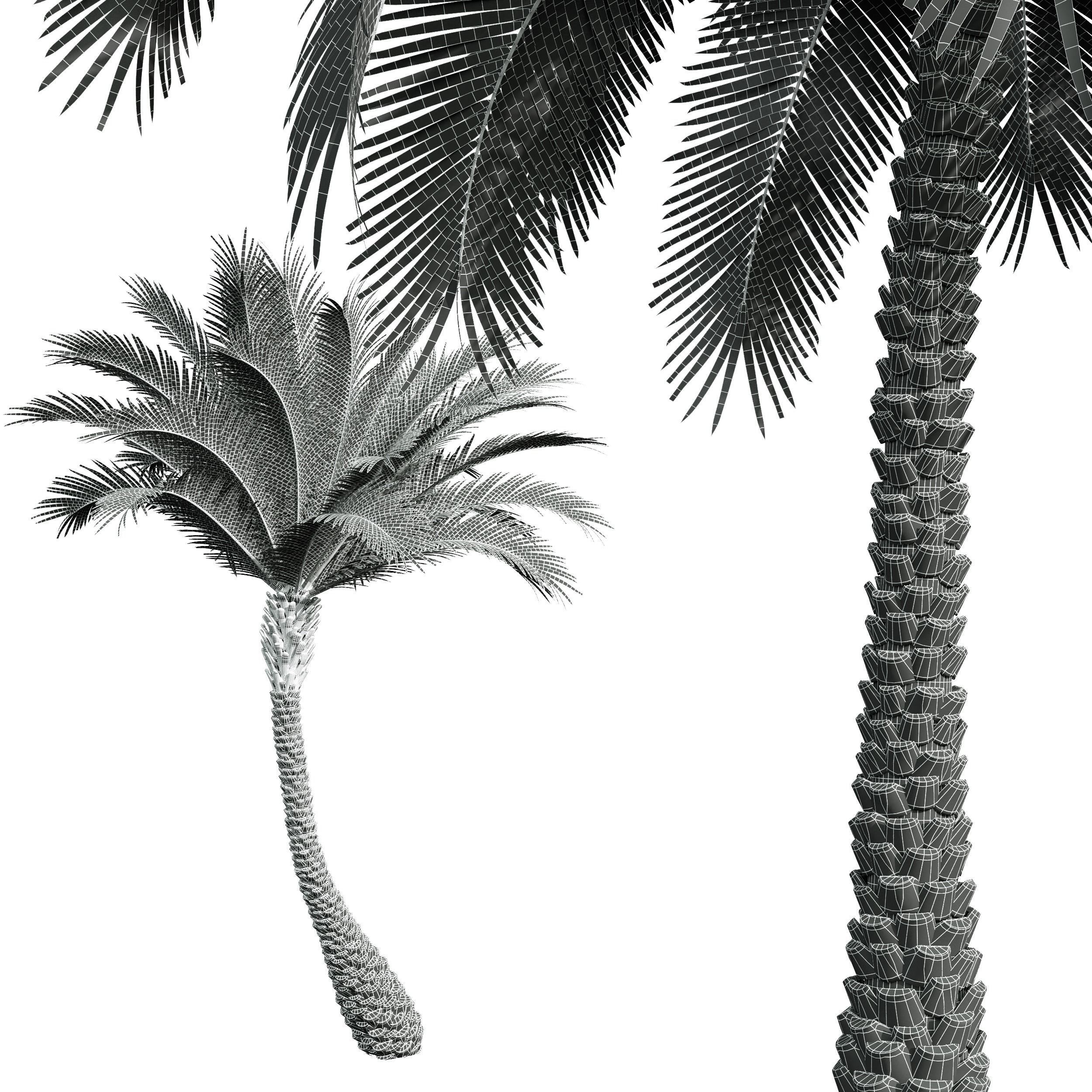 New Plant High detail Phoenix Sylvestris Small Free 3D model_4