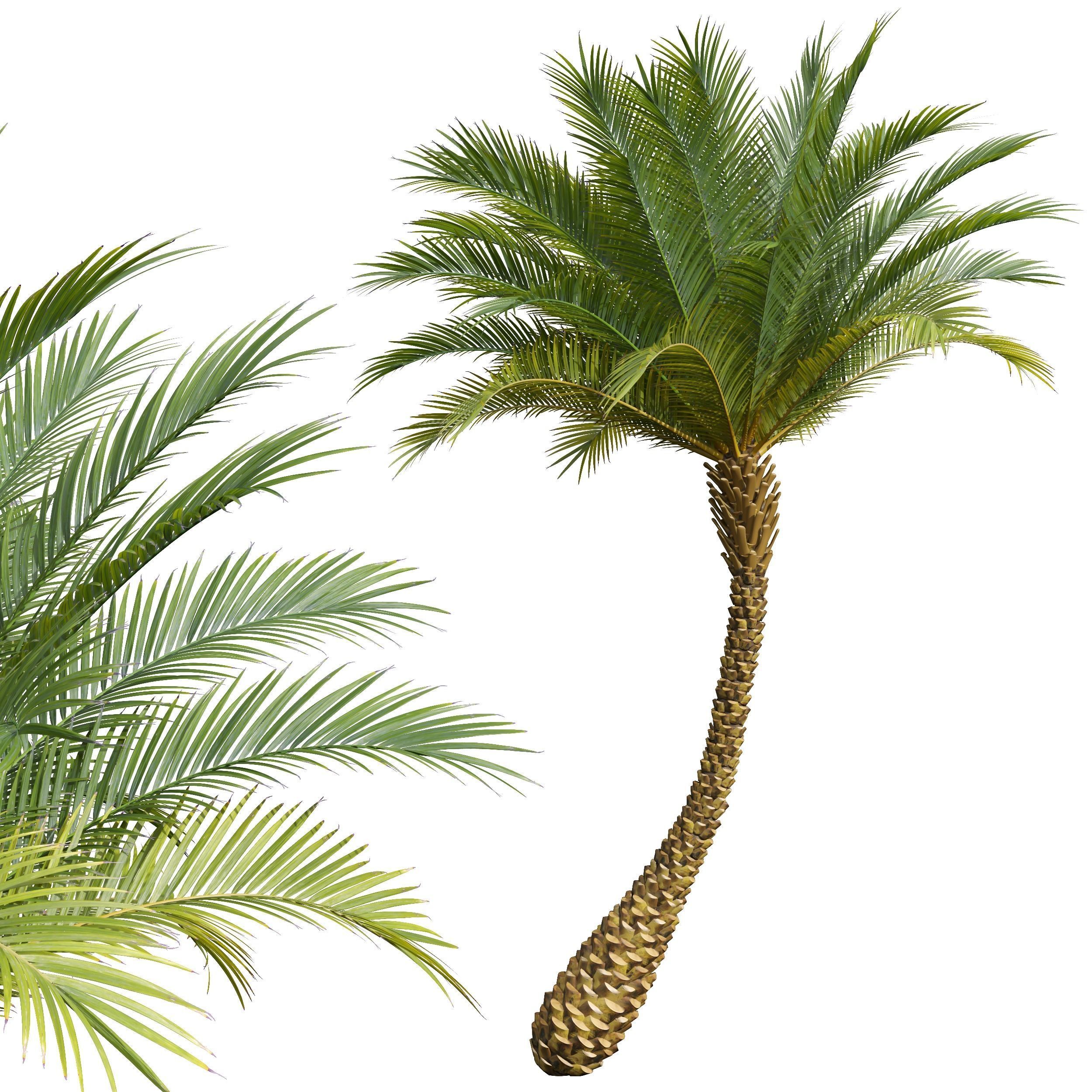 New Plant High detail Phoenix Sylvestris Small Free 3D model_1