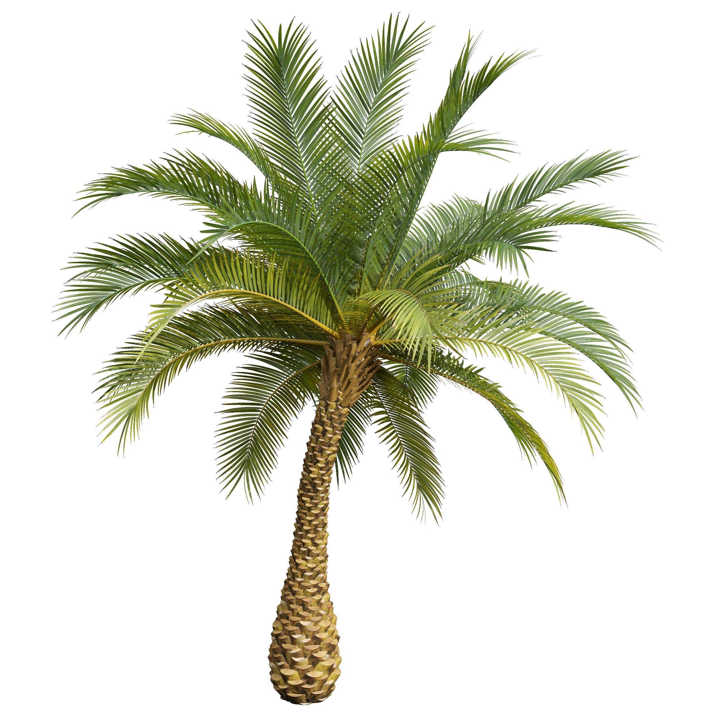 New Plant High detail Phoenix Sylvestris Small Free 3D model_3