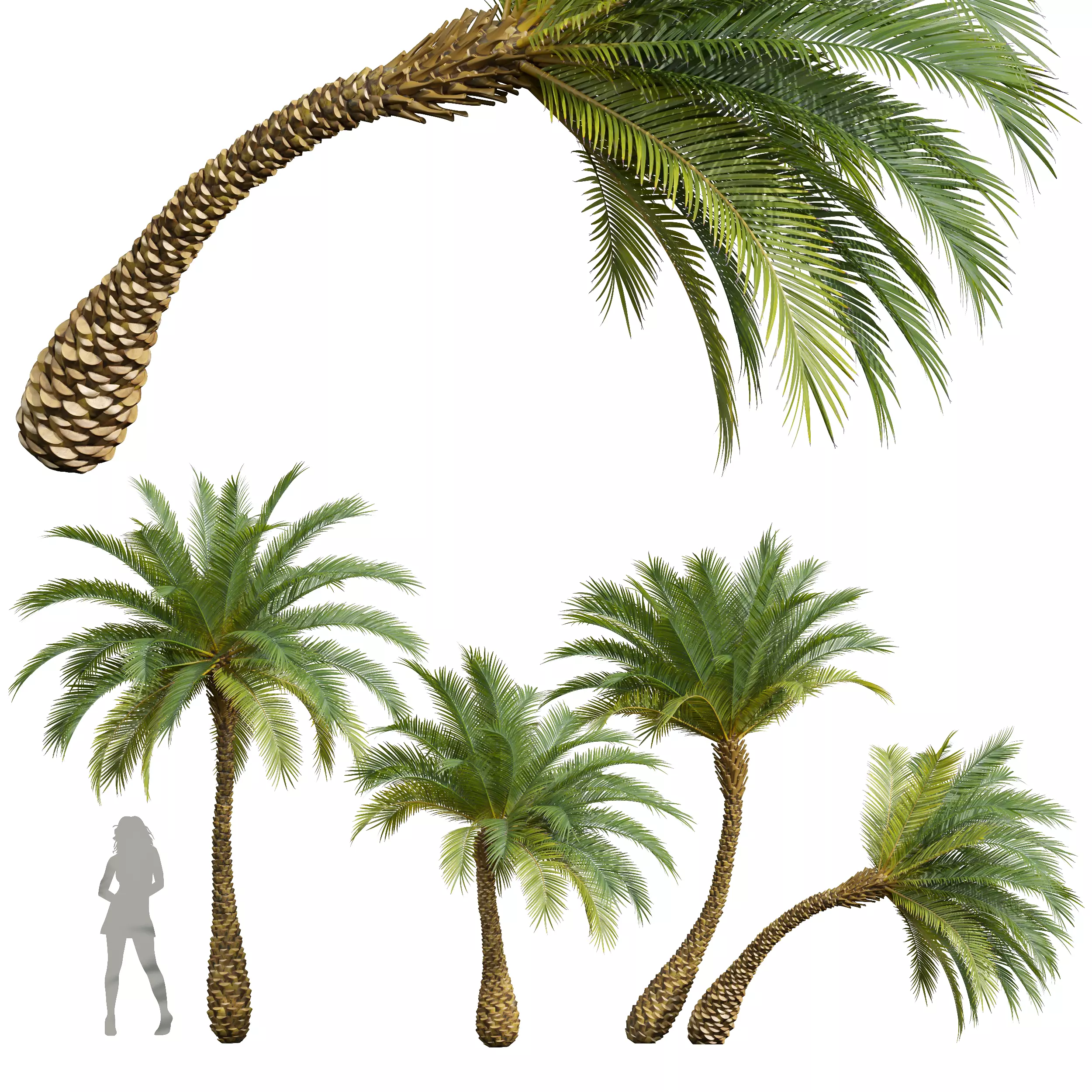 New Plant High detail Phoenix Sylvestris Small Free 3D model_0