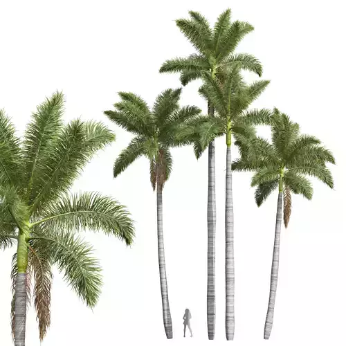 New Plant High detail Roystonea Regia 3D model