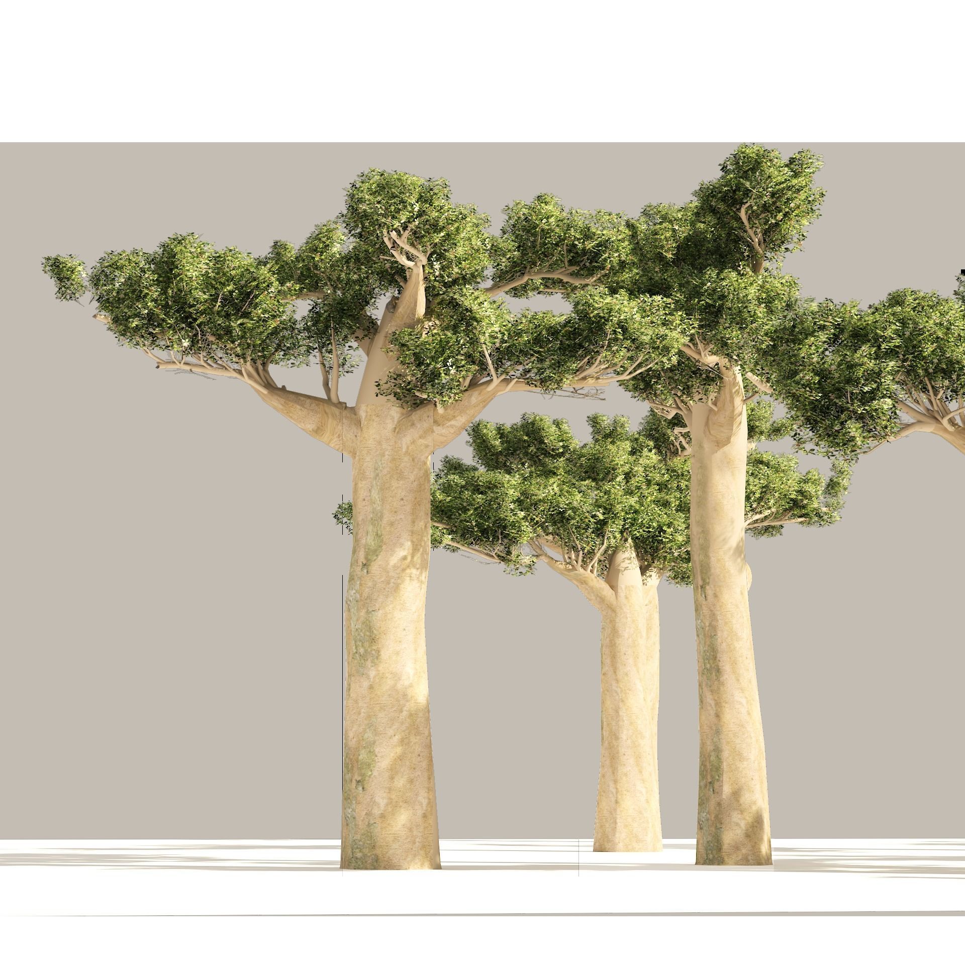 Madagascar Baobab Set Trees Low-poly 3D model_8