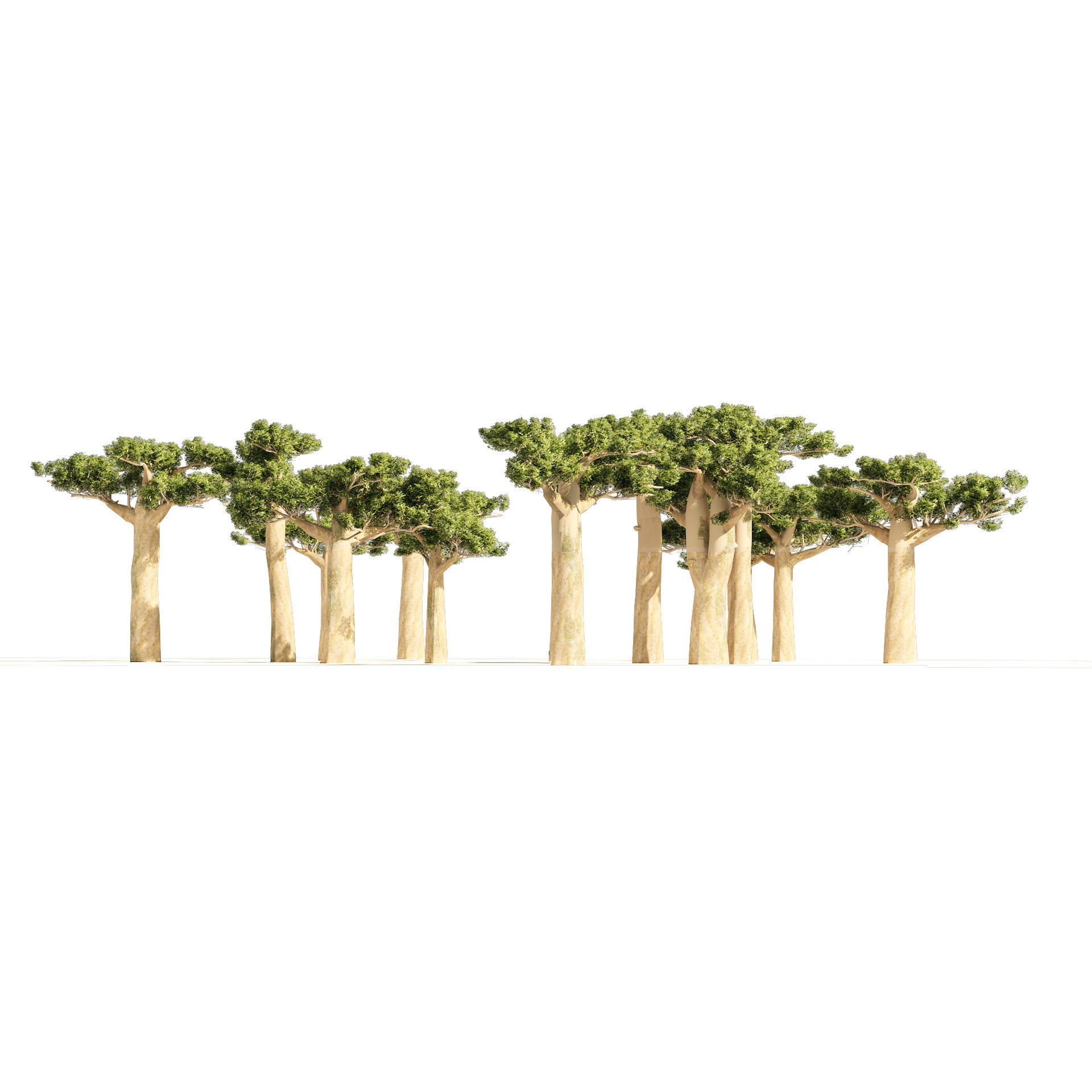 Madagascar Baobab Set Trees Low-poly 3D model_1