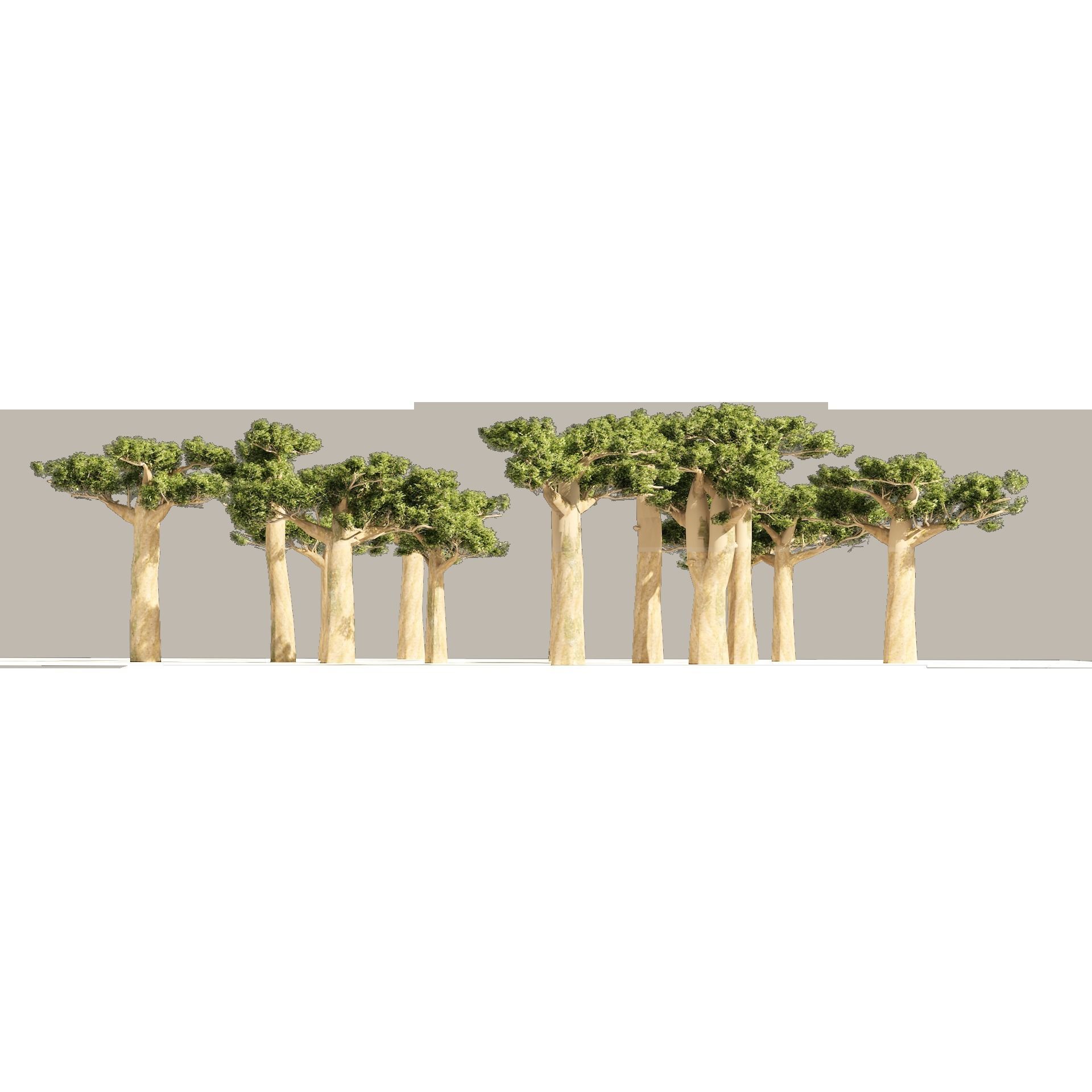 Madagascar Baobab Set Trees Low-poly 3D model_6