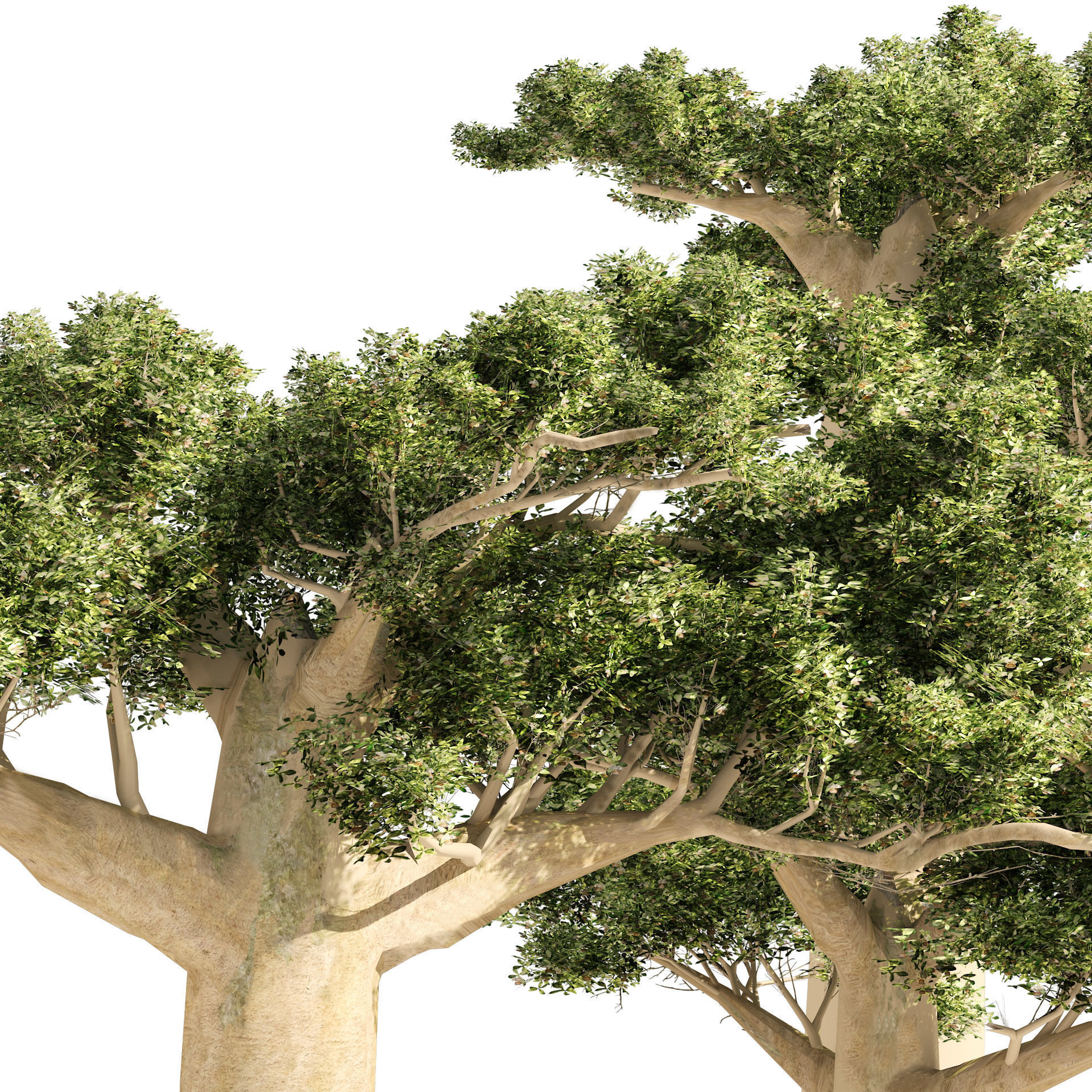 Madagascar Baobab Set Trees Low-poly 3D model_3