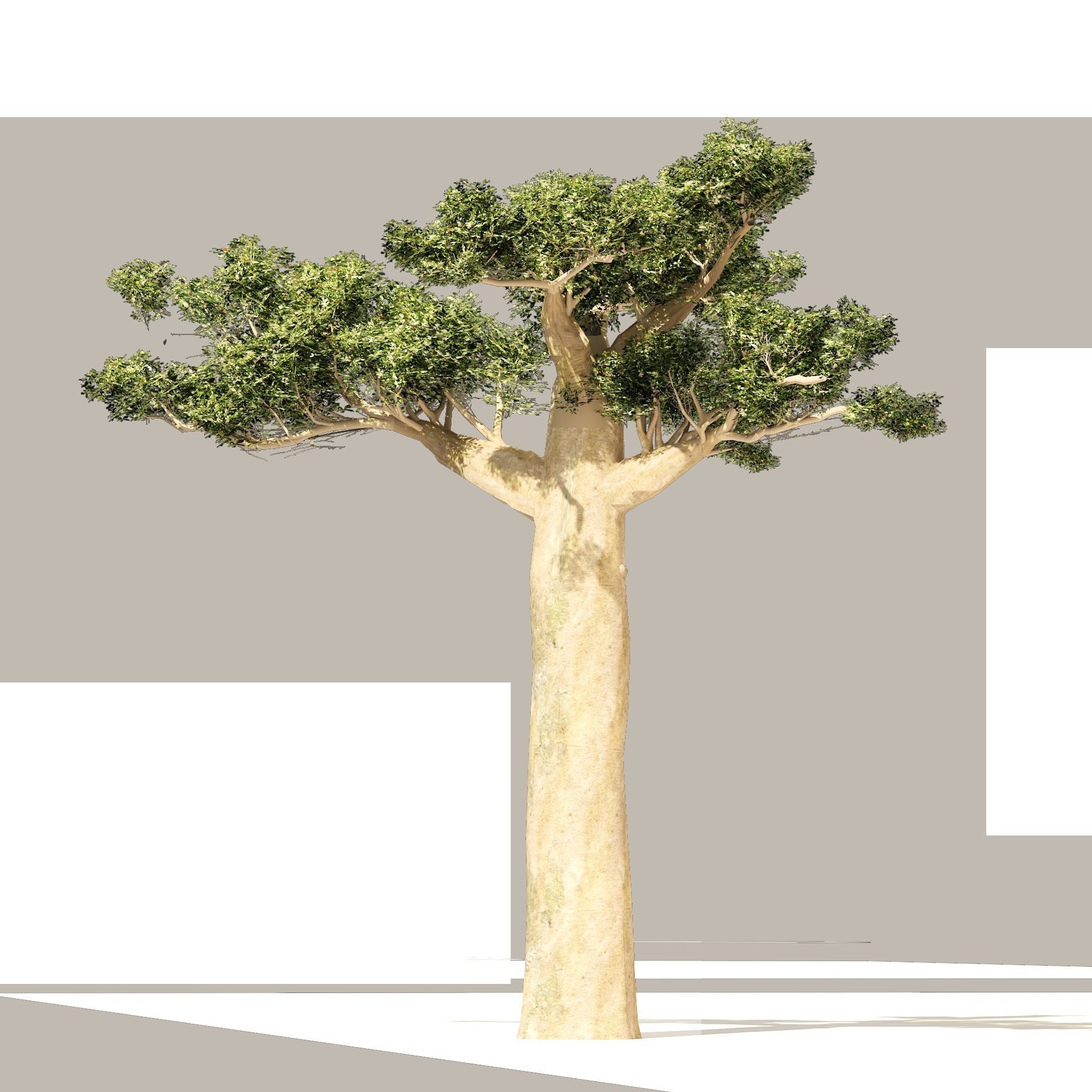 Madagascar Baobab Set Trees Low-poly 3D model_7