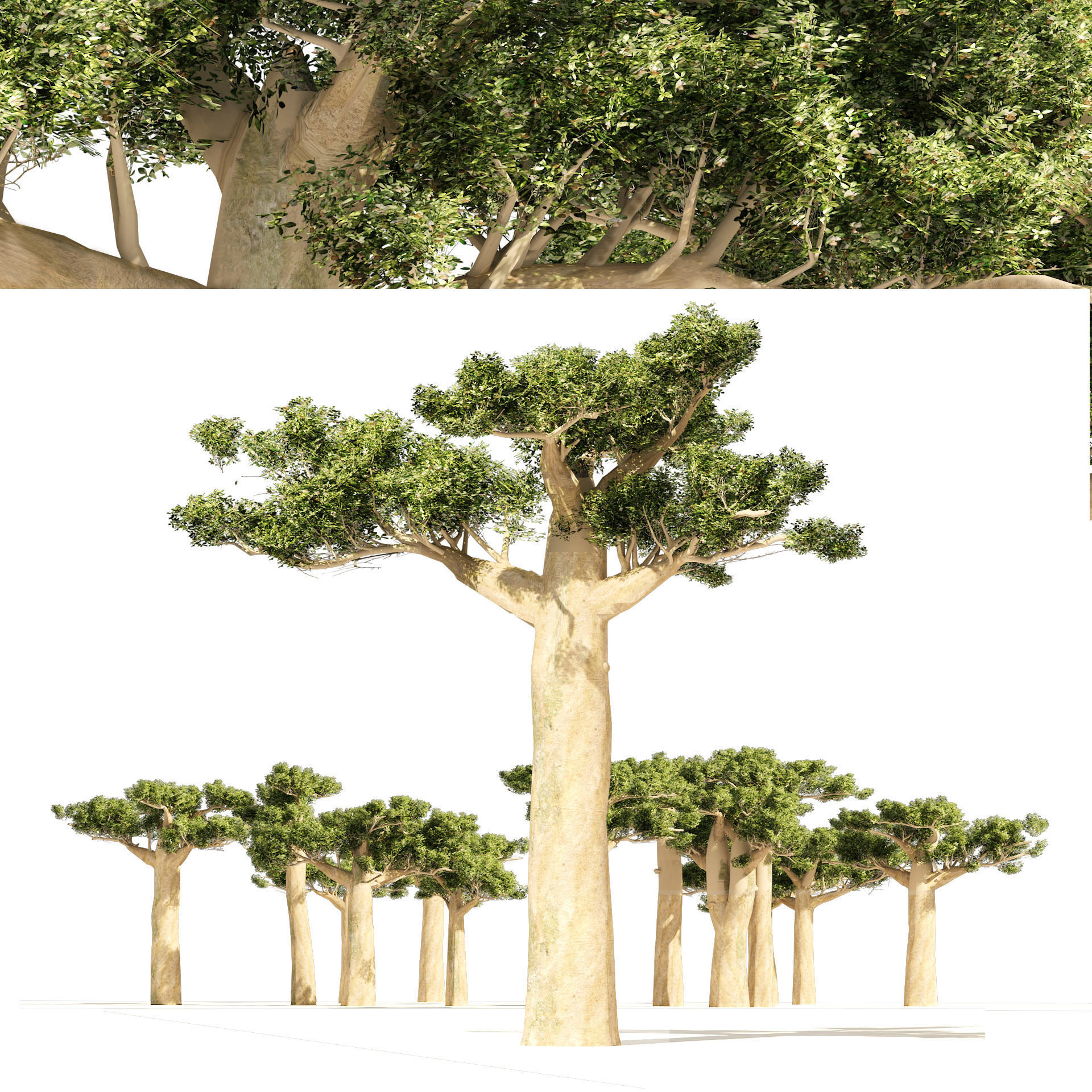 Madagascar Baobab Set Trees Low-poly 3D model_5